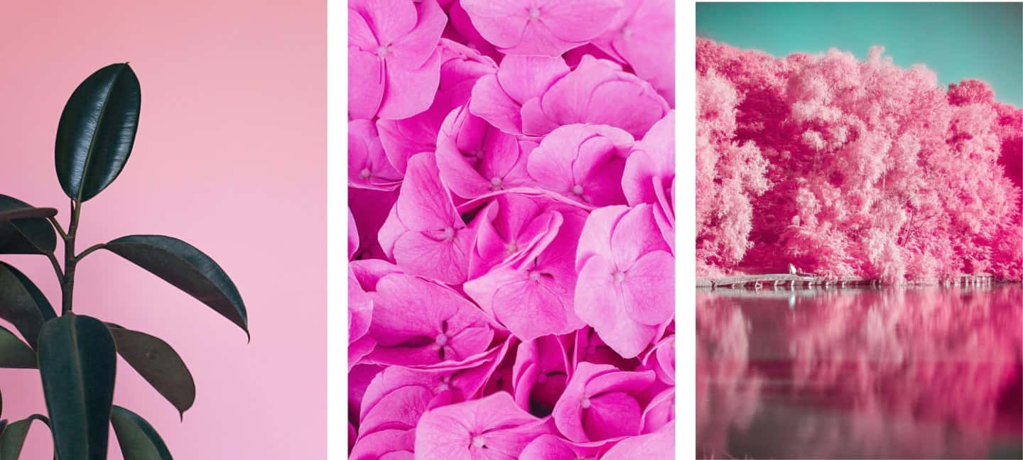 pink cool aesthetic, rubber plant leaf, hydrangea bloom, HD Desktop Wallpaper