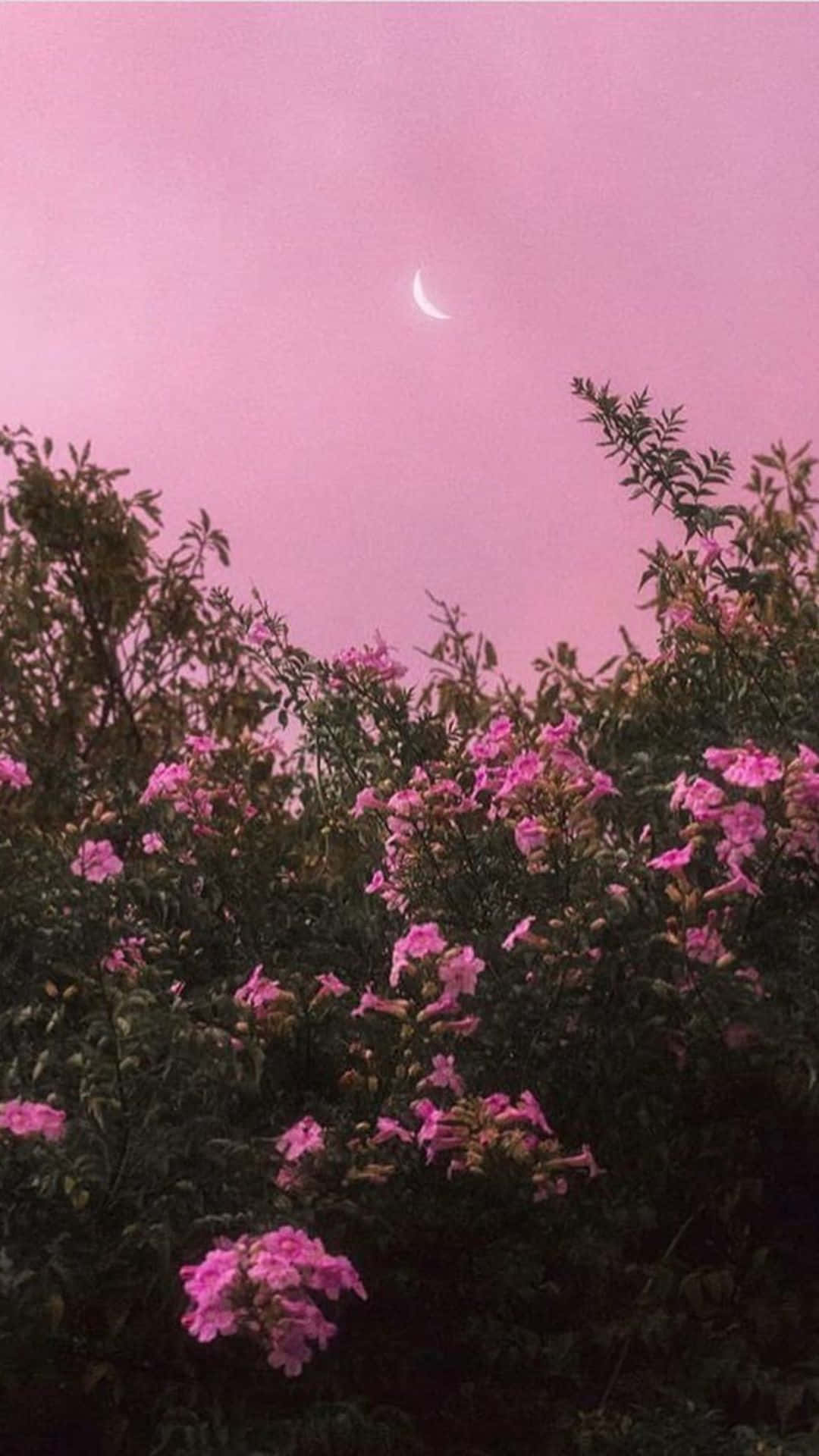 Pink moon, lush bushes, vibrant pink flowers, Full HD Phone Wallpaper