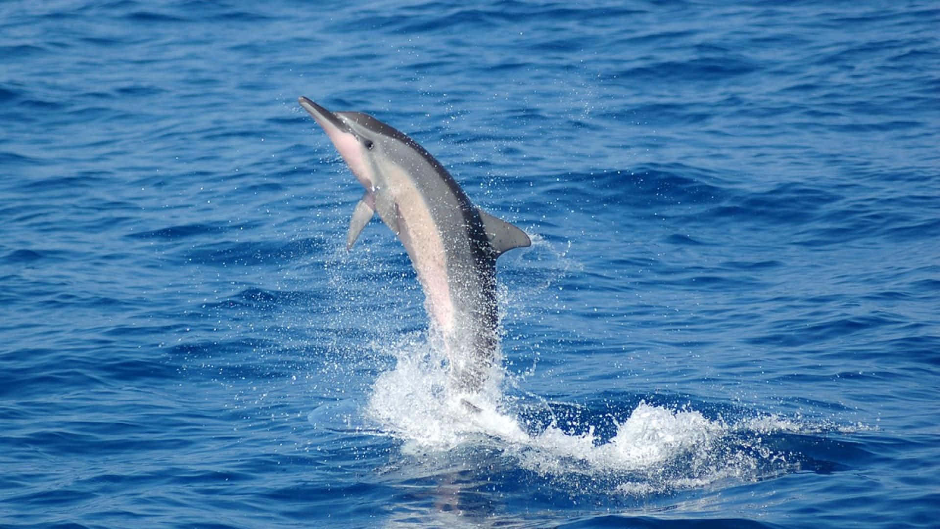 Pink Dolphin, dolphin, deep blue ocean water, Full HD Desktop Wallpaper