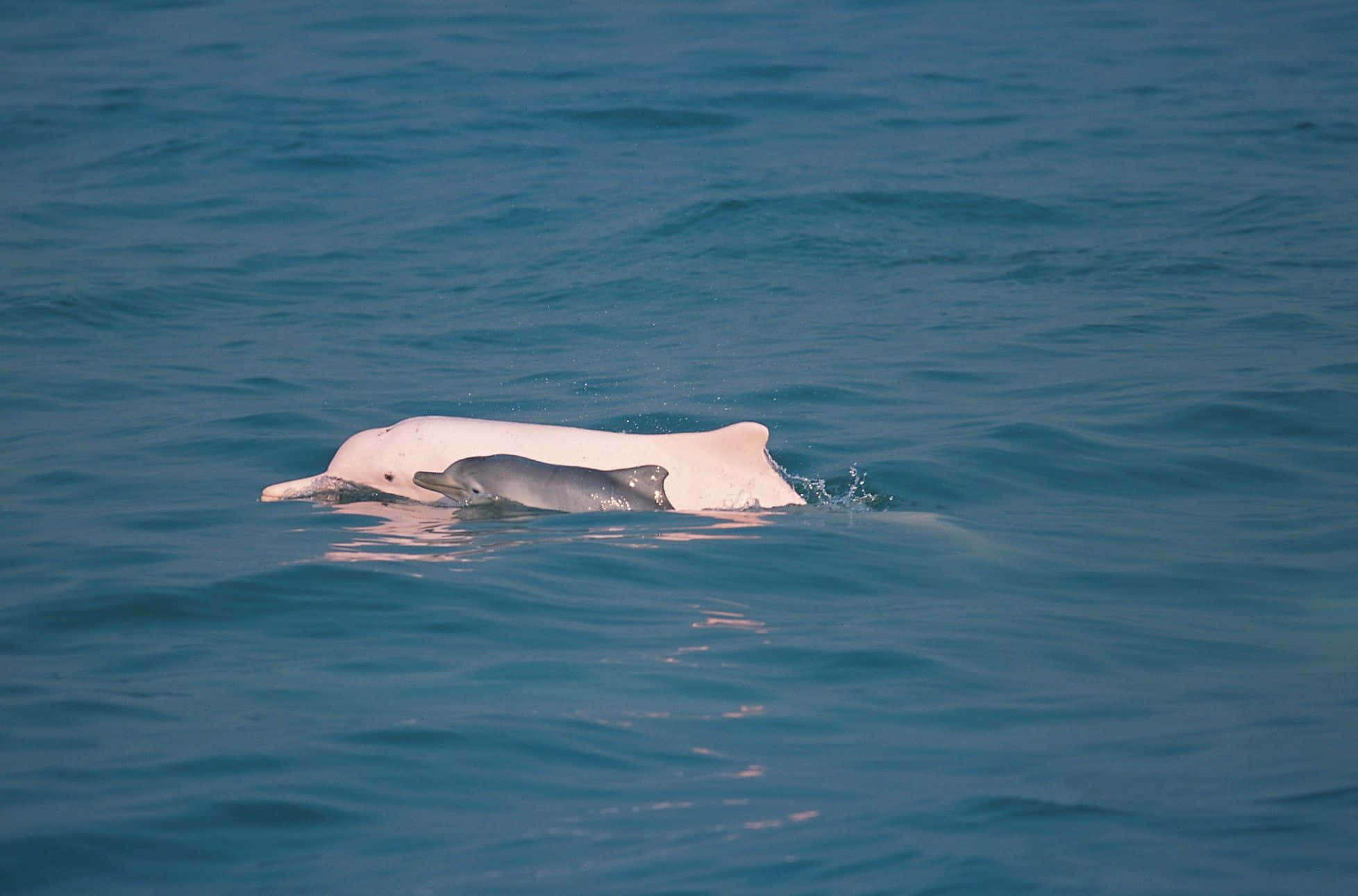 Pink Dolphin, calf, turquoise waters, Full HD Desktop Wallpaper