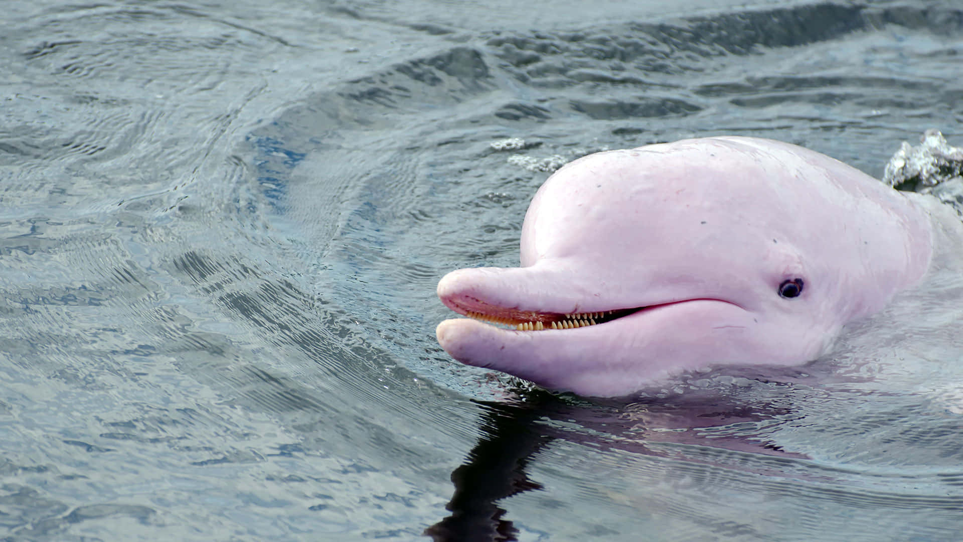 pink dolphin, pink river dolphin, gray water, Full HD Desktop Wallpaper