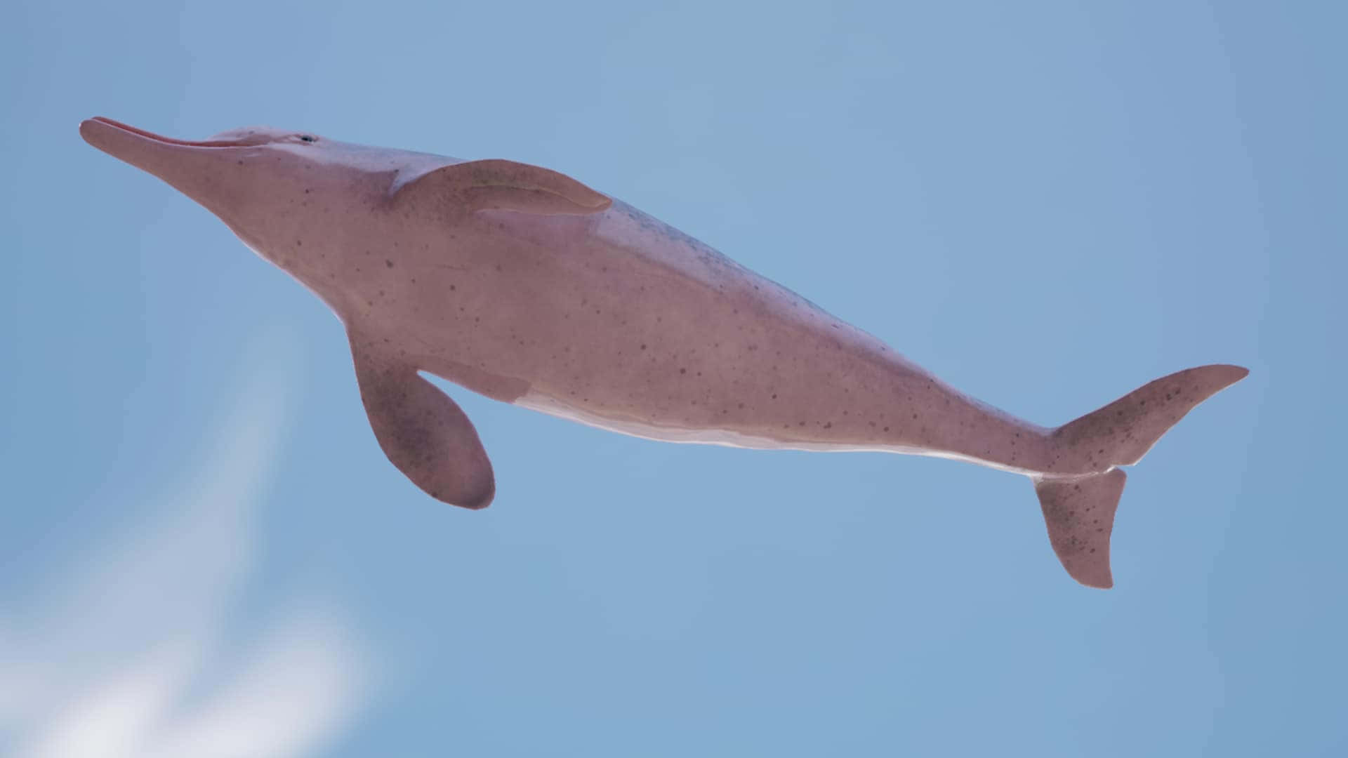 pink dolphin, ocean, coral reef, Full HD Desktop Wallpaper