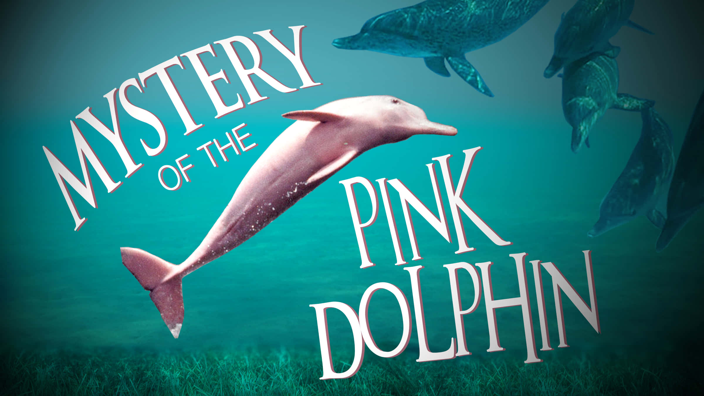 pink dolphin, teal water, dark dolphins, Full HD Desktop Wallpaper