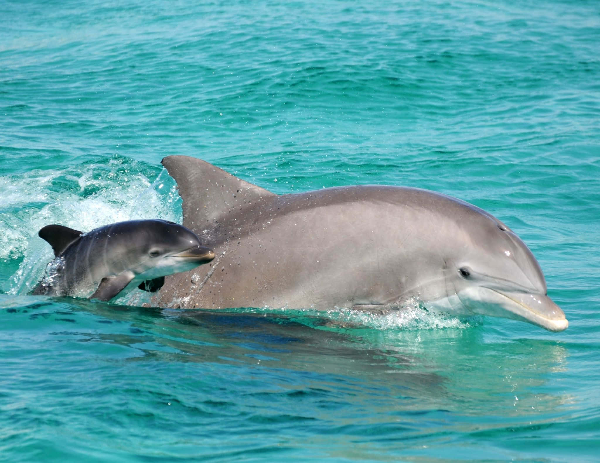 Pink Dolphin, mother dolphin, calf, Full HD Desktop Wallpaper