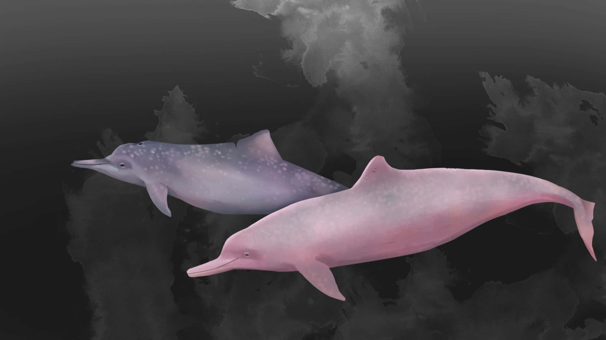 pink dolphin, lavender dolphins, dark murky water, 2K Desktop Wallpaper