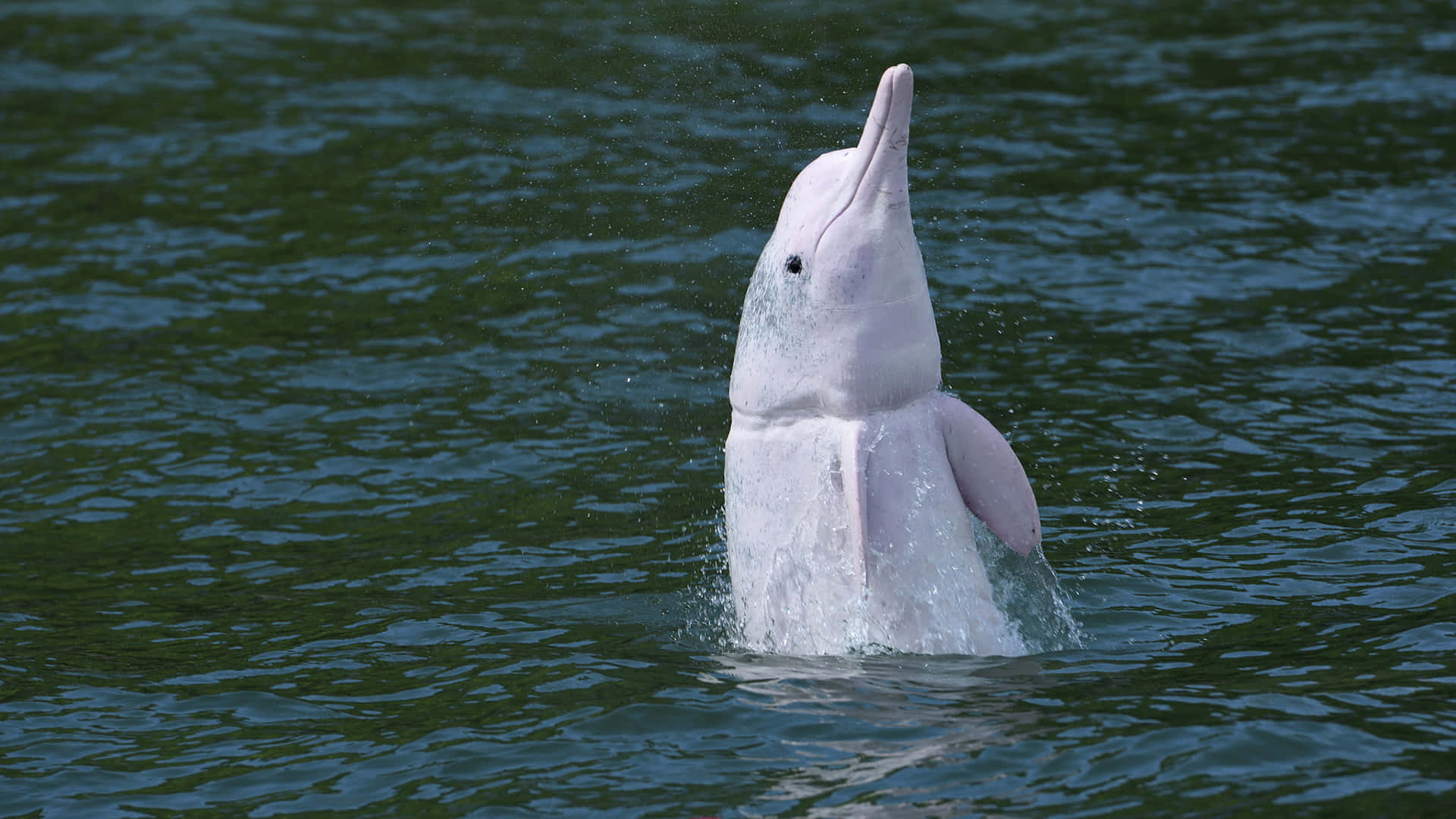 Pink Dolphin, river dolphin, murky green water, Full HD Desktop Wallpaper