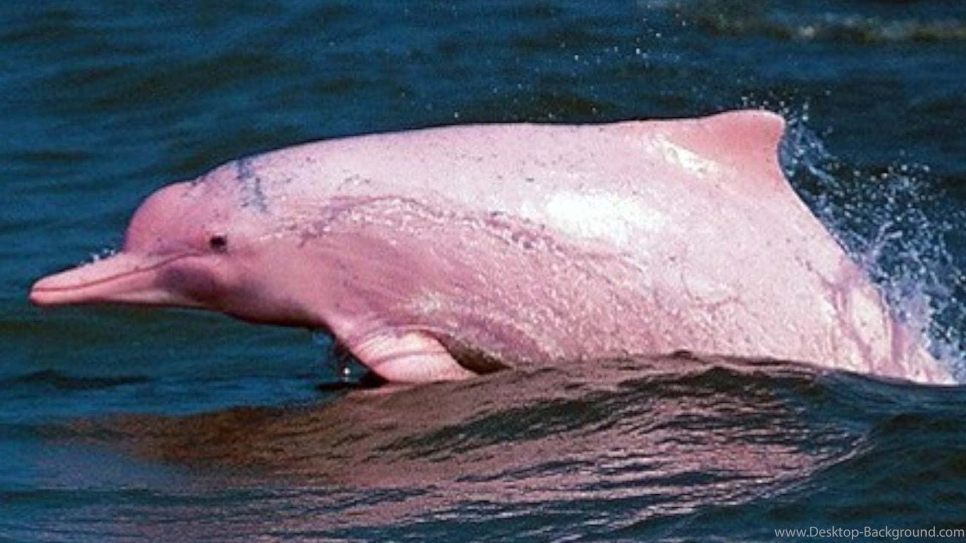 Pink Dolphin, deep blue ocean water, breaches the surface, Full HD Desktop Wallpaper