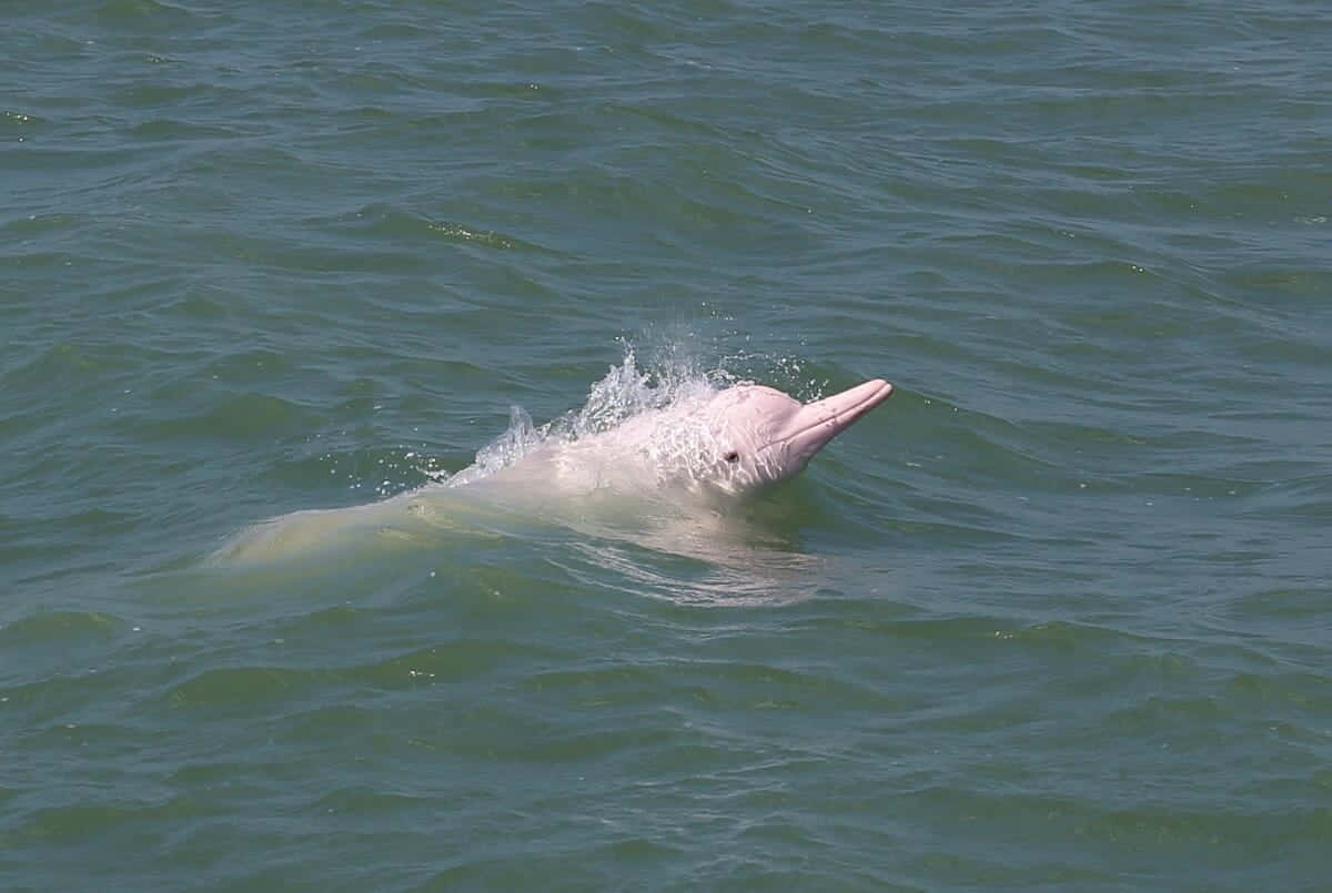pink dolphin, crystal blue ocean, greenish ocean water, SD Desktop Wallpaper