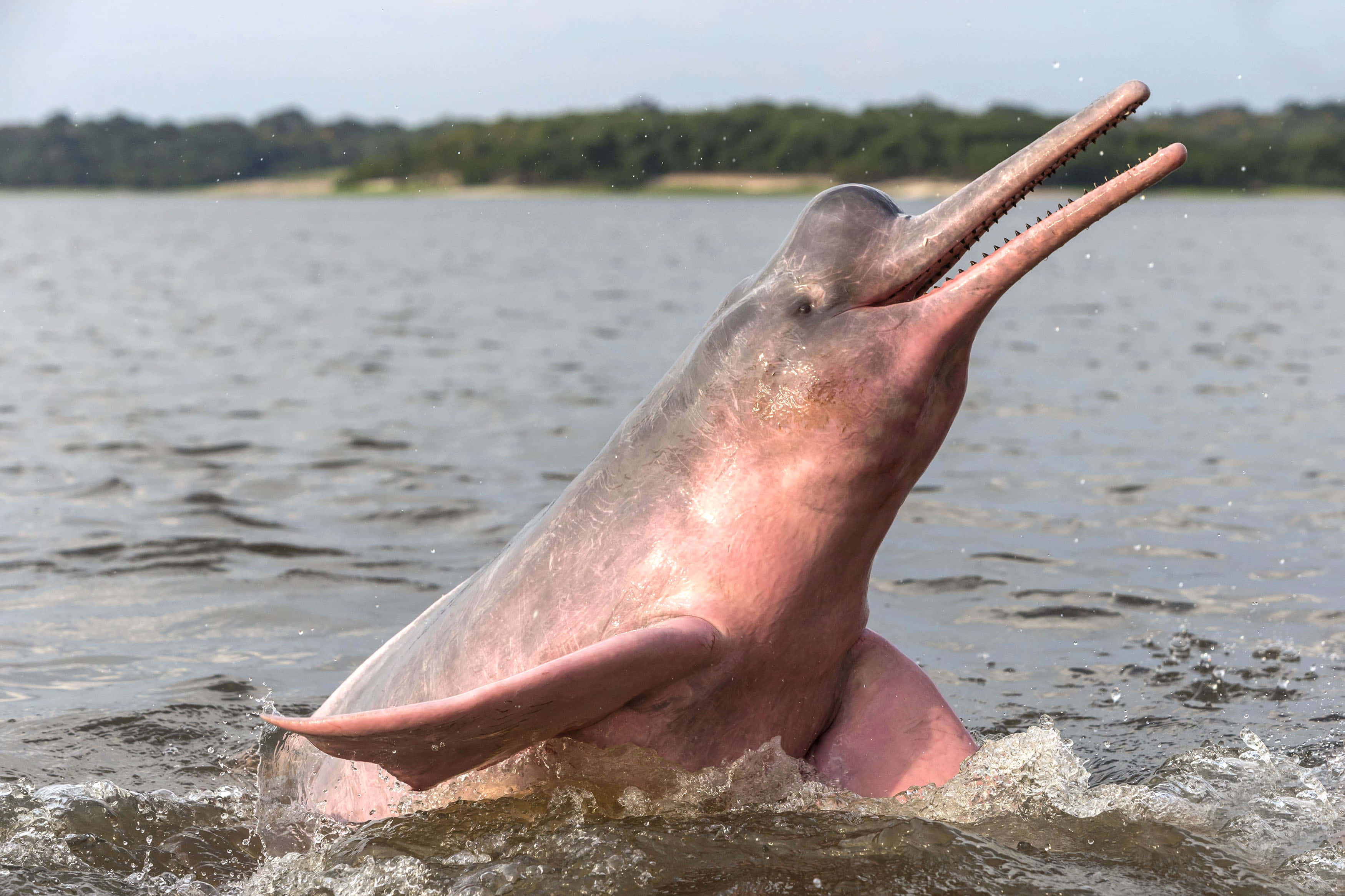 pink dolphin, blue waters, ocean, 2K Desktop Wallpaper