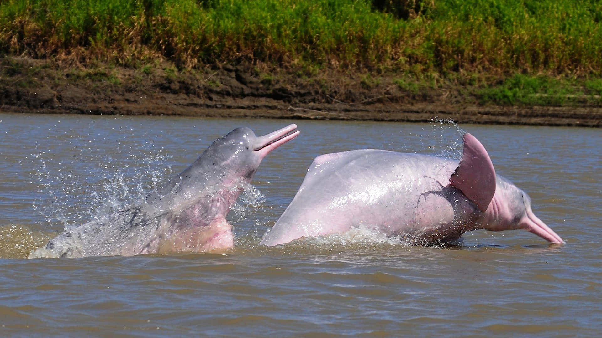 pink dolphin, river dolphins, muddy river waters, Full HD Desktop Wallpaper