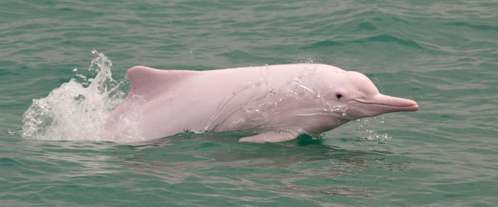 Pink Dolphin, ocean waves, greenish ocean, SD Desktop Wallpaper