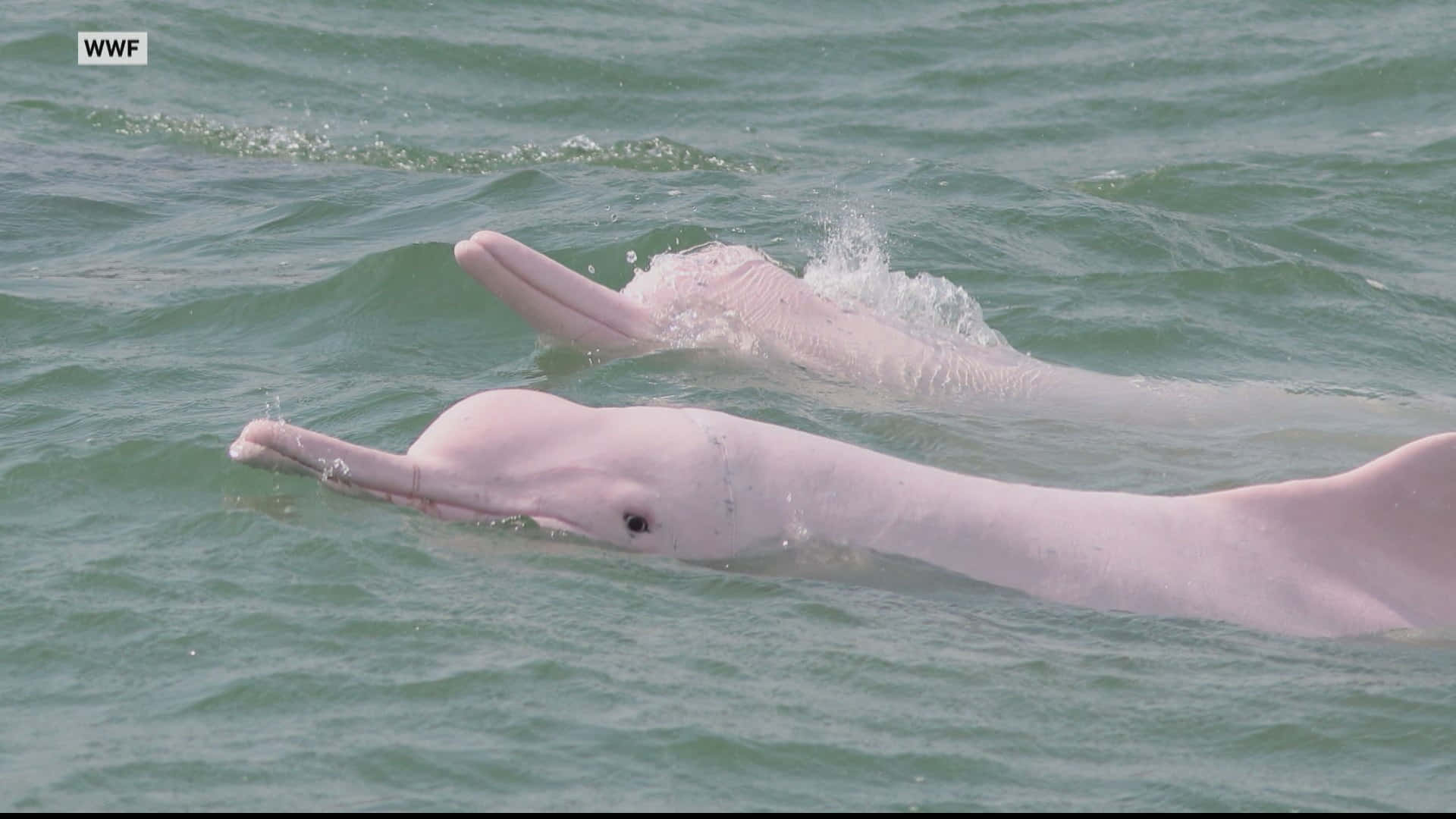 Pink Dolphin, pink river dolphins, greenish ocean waves, Full HD Desktop Wallpaper