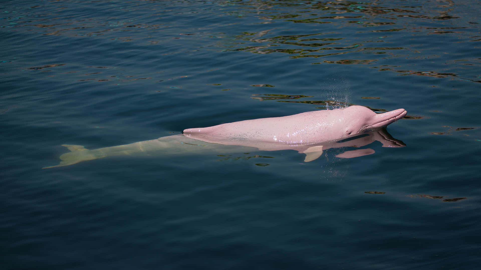 pink dolphin, ocean, deep blue water, Full HD Desktop Wallpaper