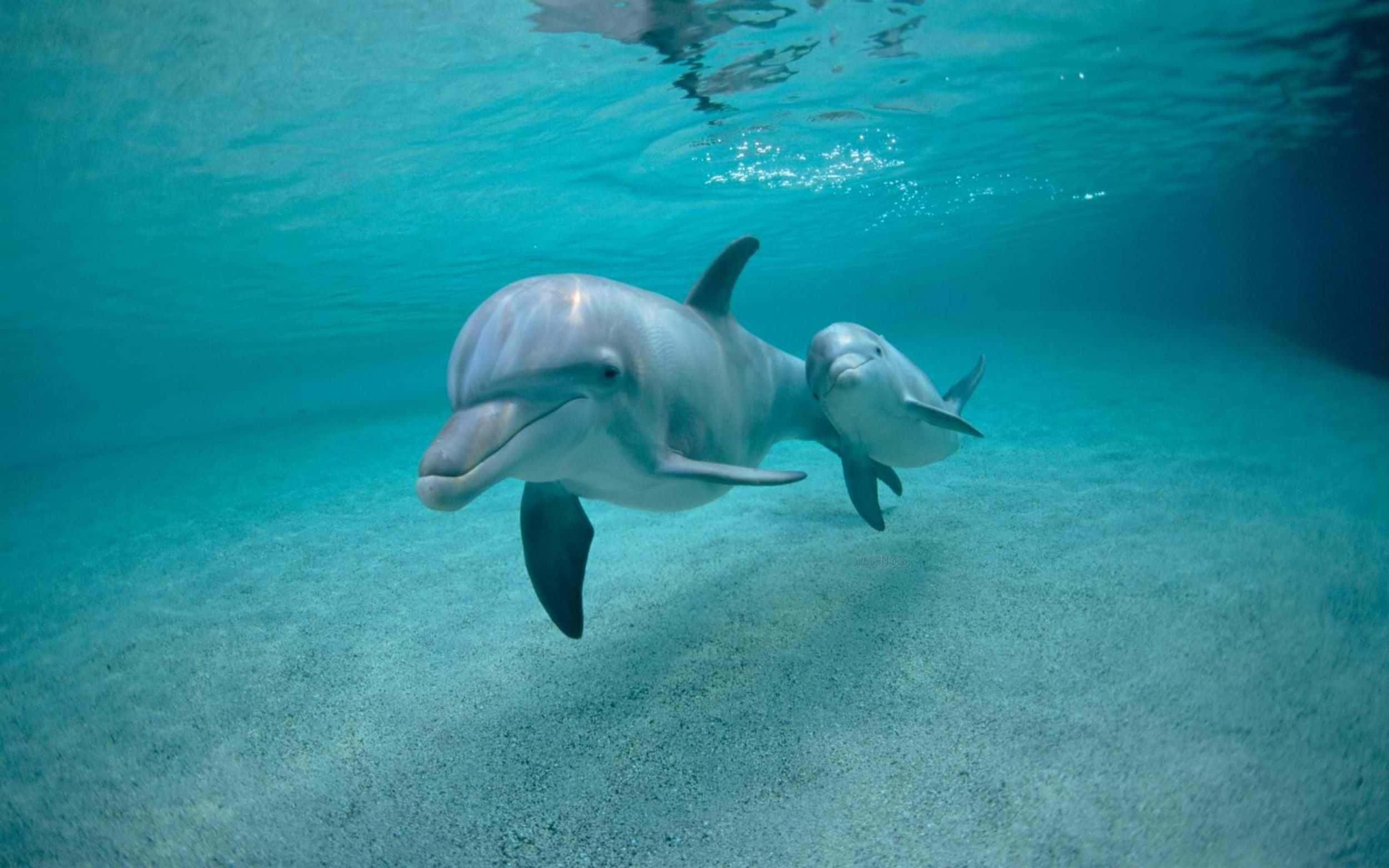 pink dolphin, turquoise water, sandy ocean floor, Full HD Desktop Wallpaper