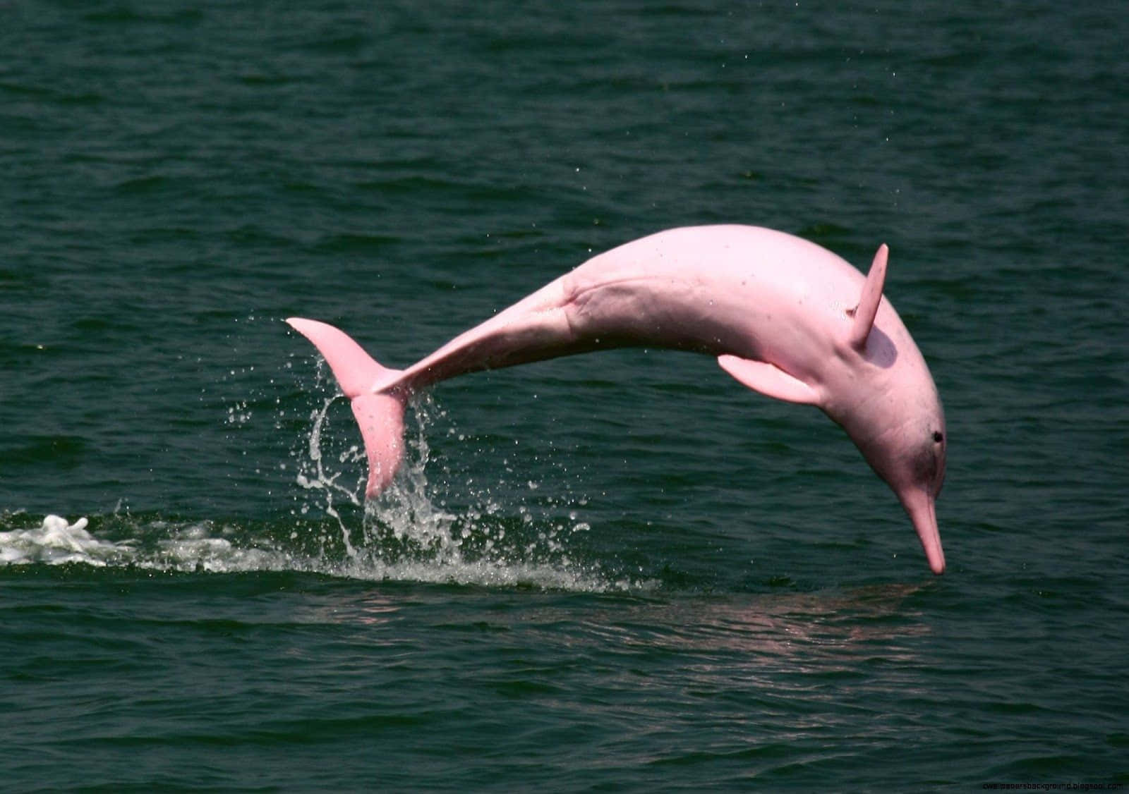 Pink Dolphin, river dolphin, deep green water, HD Desktop Wallpaper