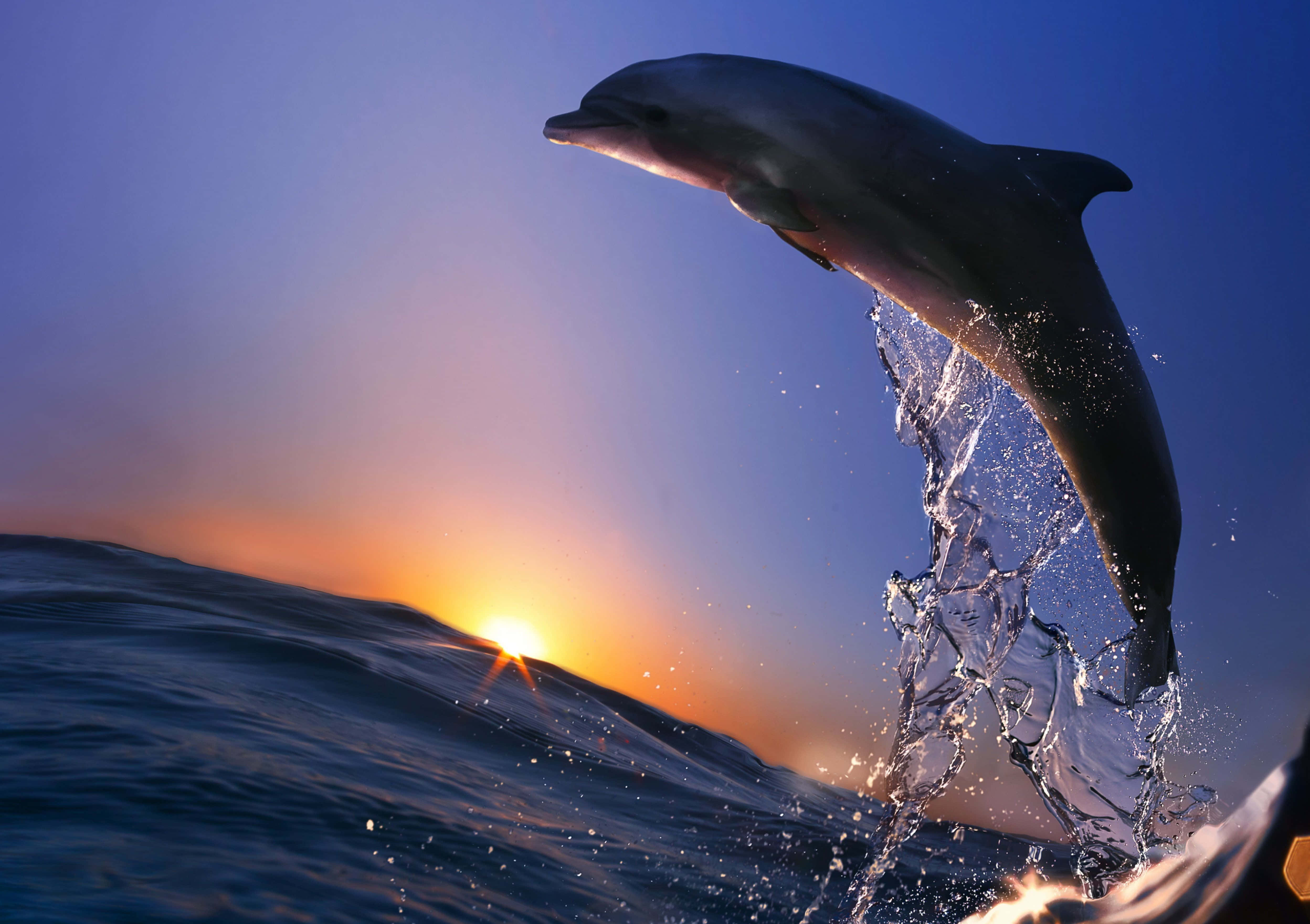 dolphin, sunset, ocean waves, 4K Desktop Wallpaper