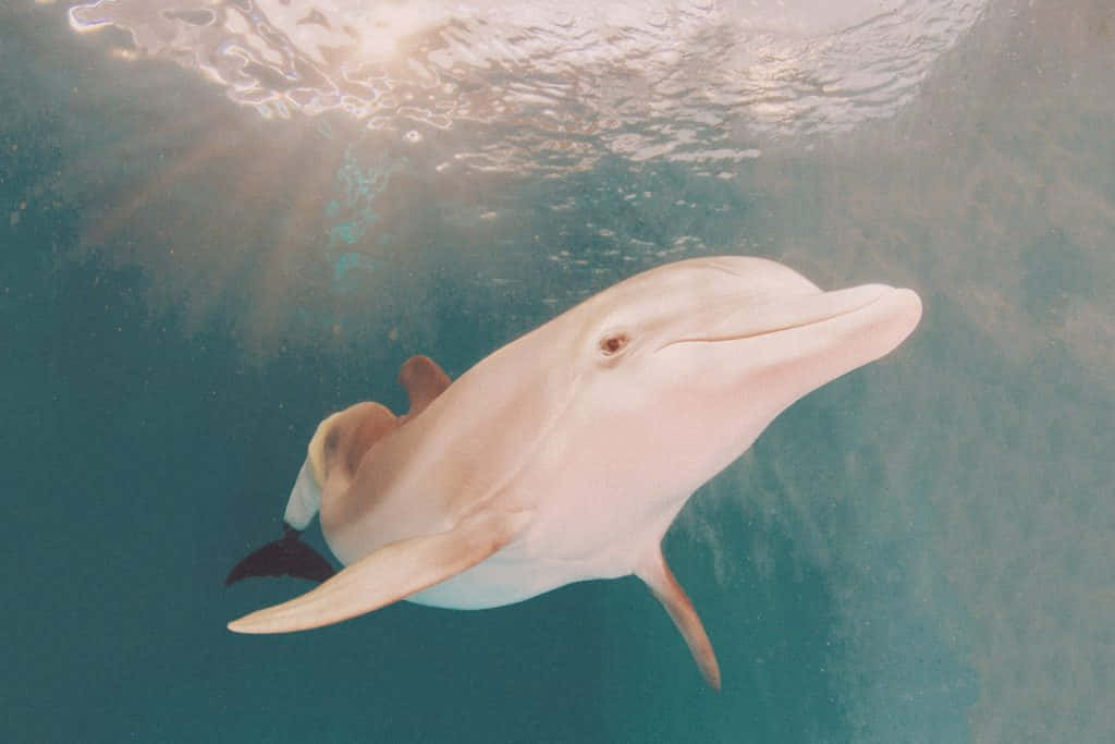 Pink Dolphin, bottlenose dolphin, sunlight, SD Desktop Wallpaper