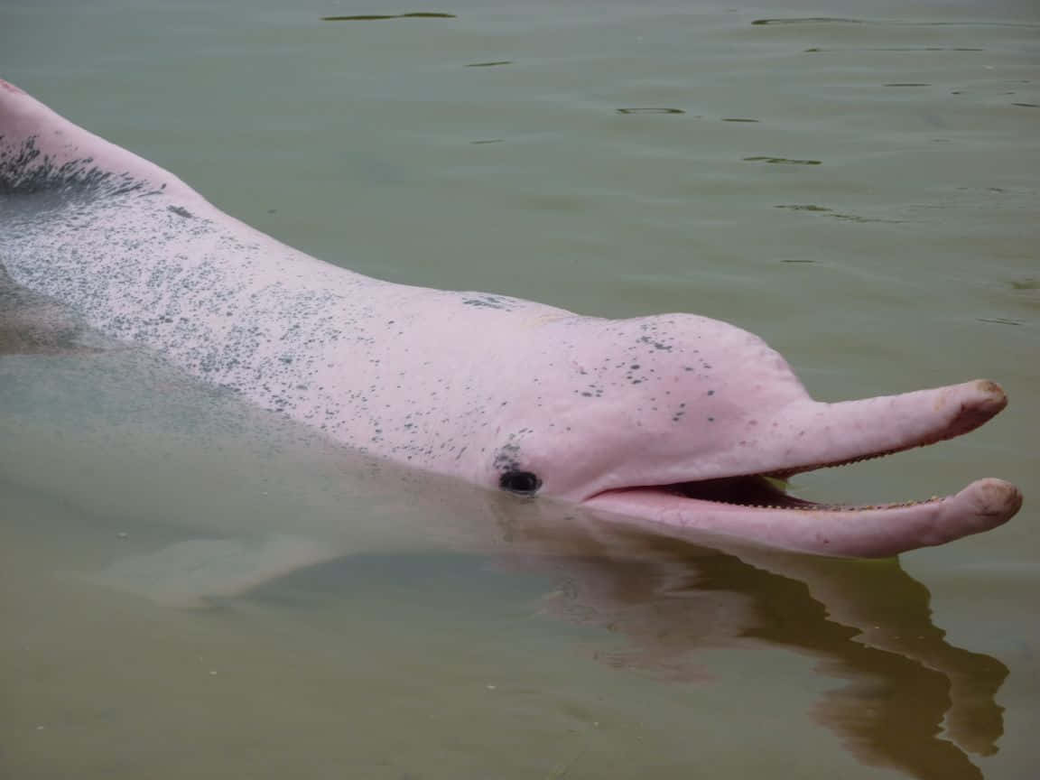 pink dolphin, river dolphin, murky green water, SD Desktop Wallpaper