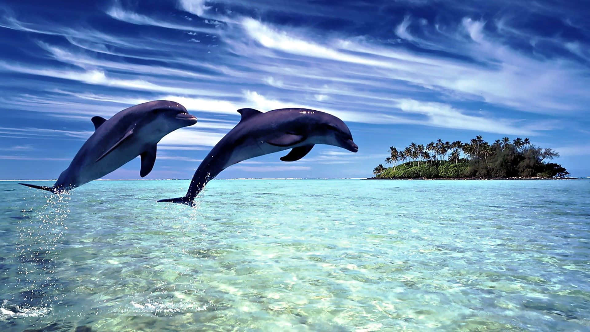 pink dolphin, turquoise water, tropical island, Full HD Desktop Wallpaper