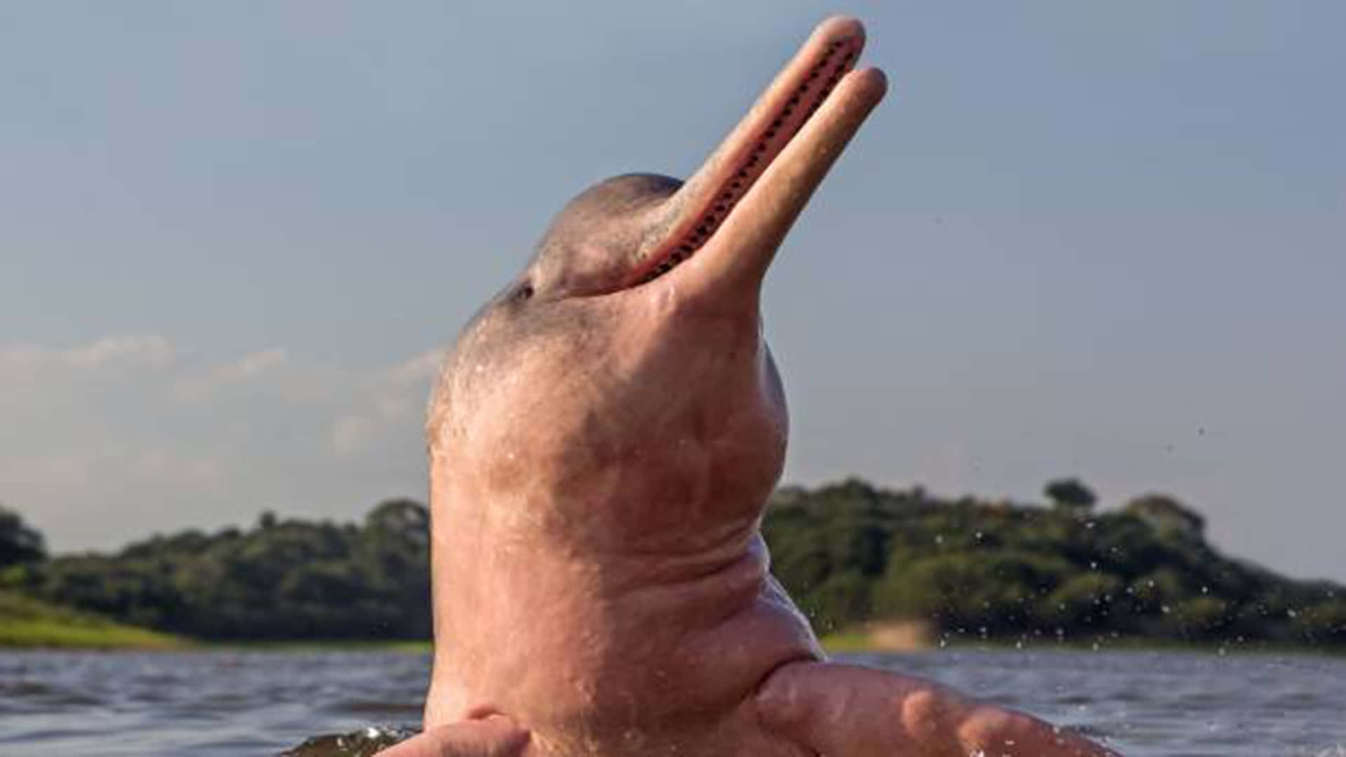 pink dolphin, river dolphin, long beak, Full HD Desktop Wallpaper