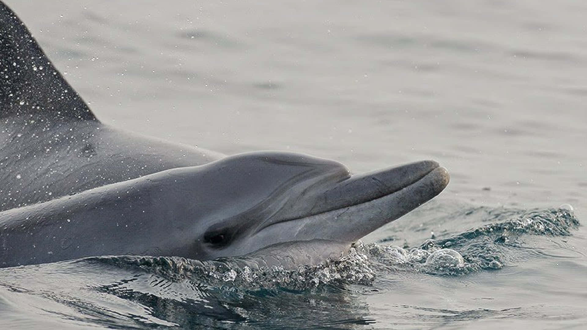 pink dolphin, dolphin, ocean, Full HD Desktop Wallpaper
