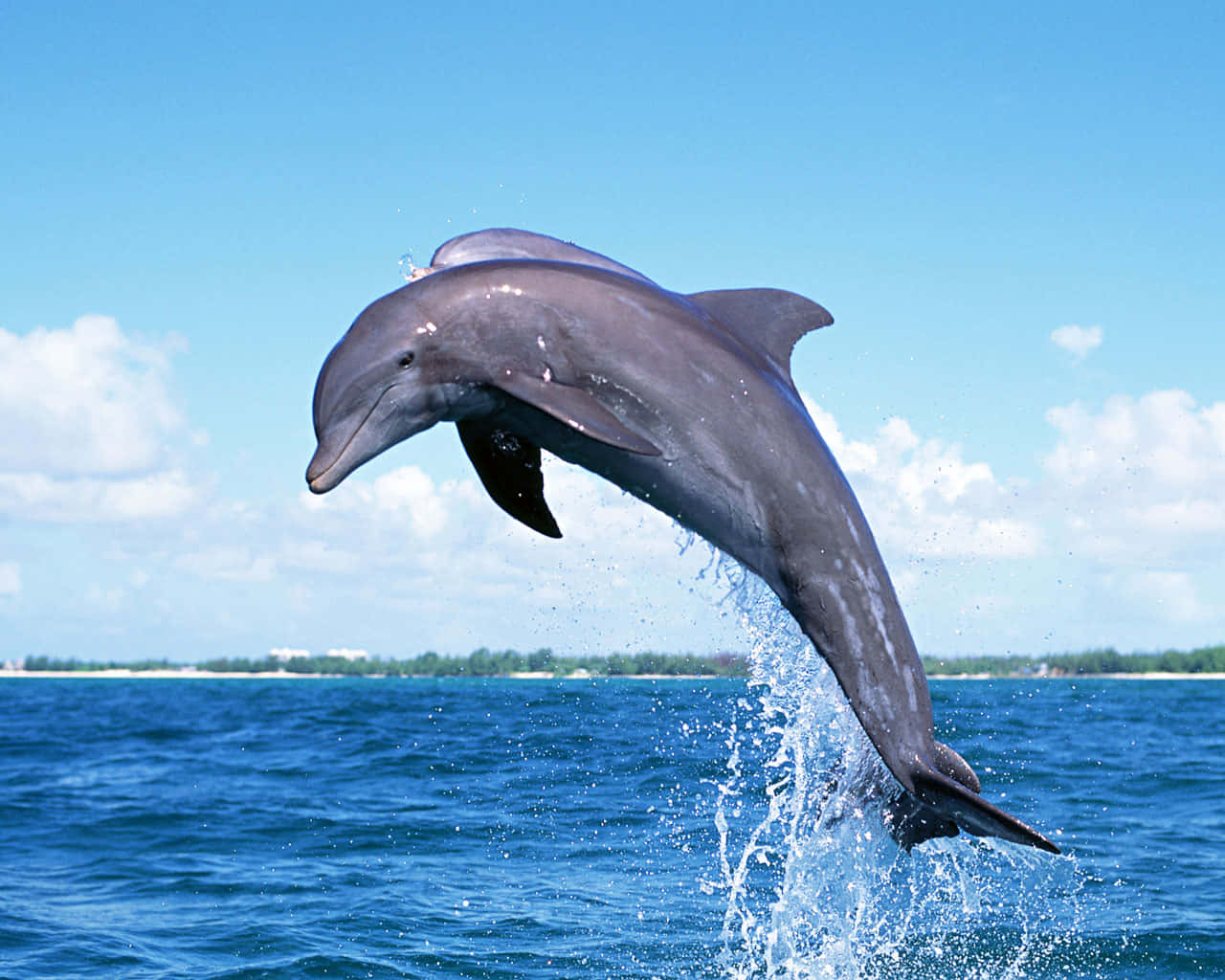 pink dolphin, dolphin, deep blue ocean, HD Desktop Wallpaper