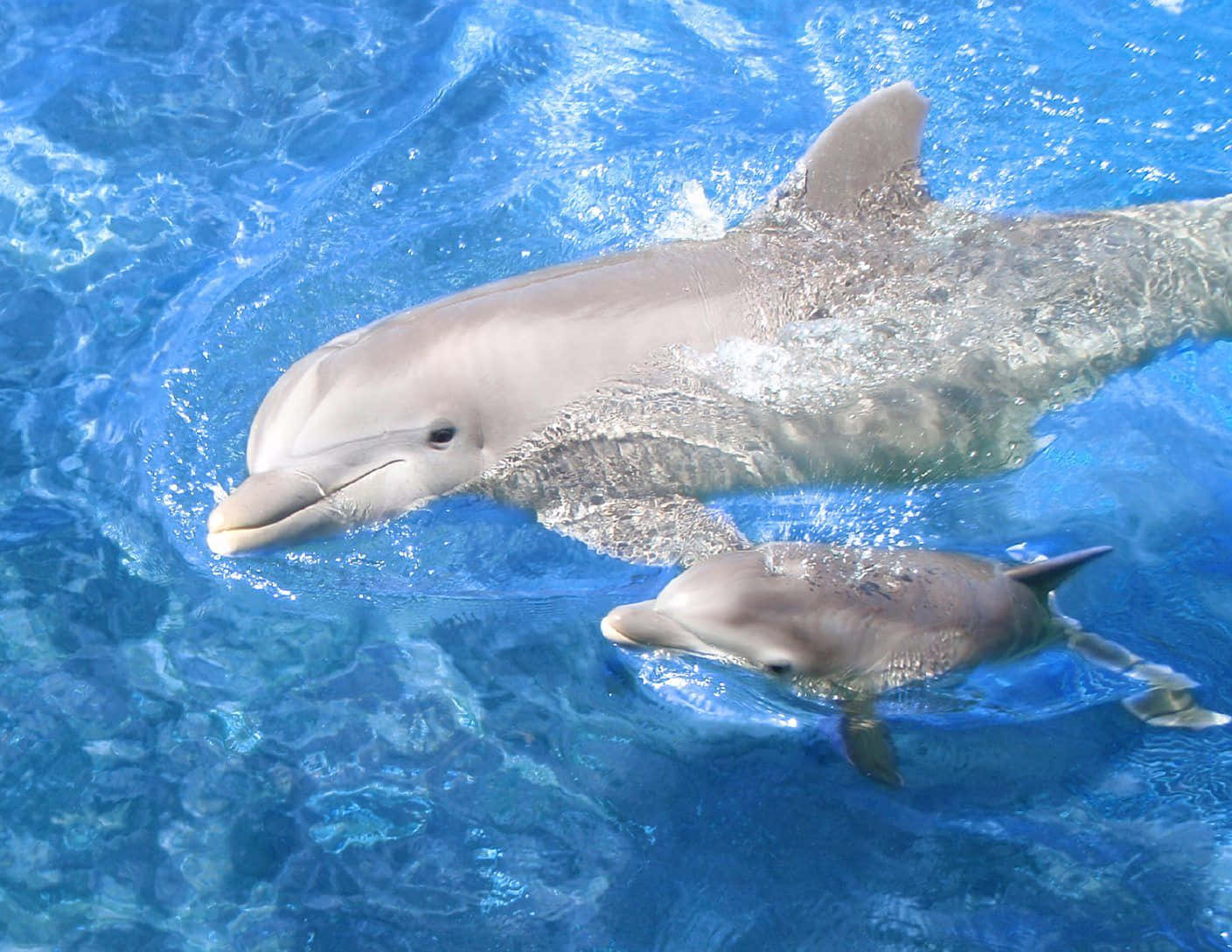 Pink Dolphin, dolphins, vibrant blue water, HD Desktop Wallpaper