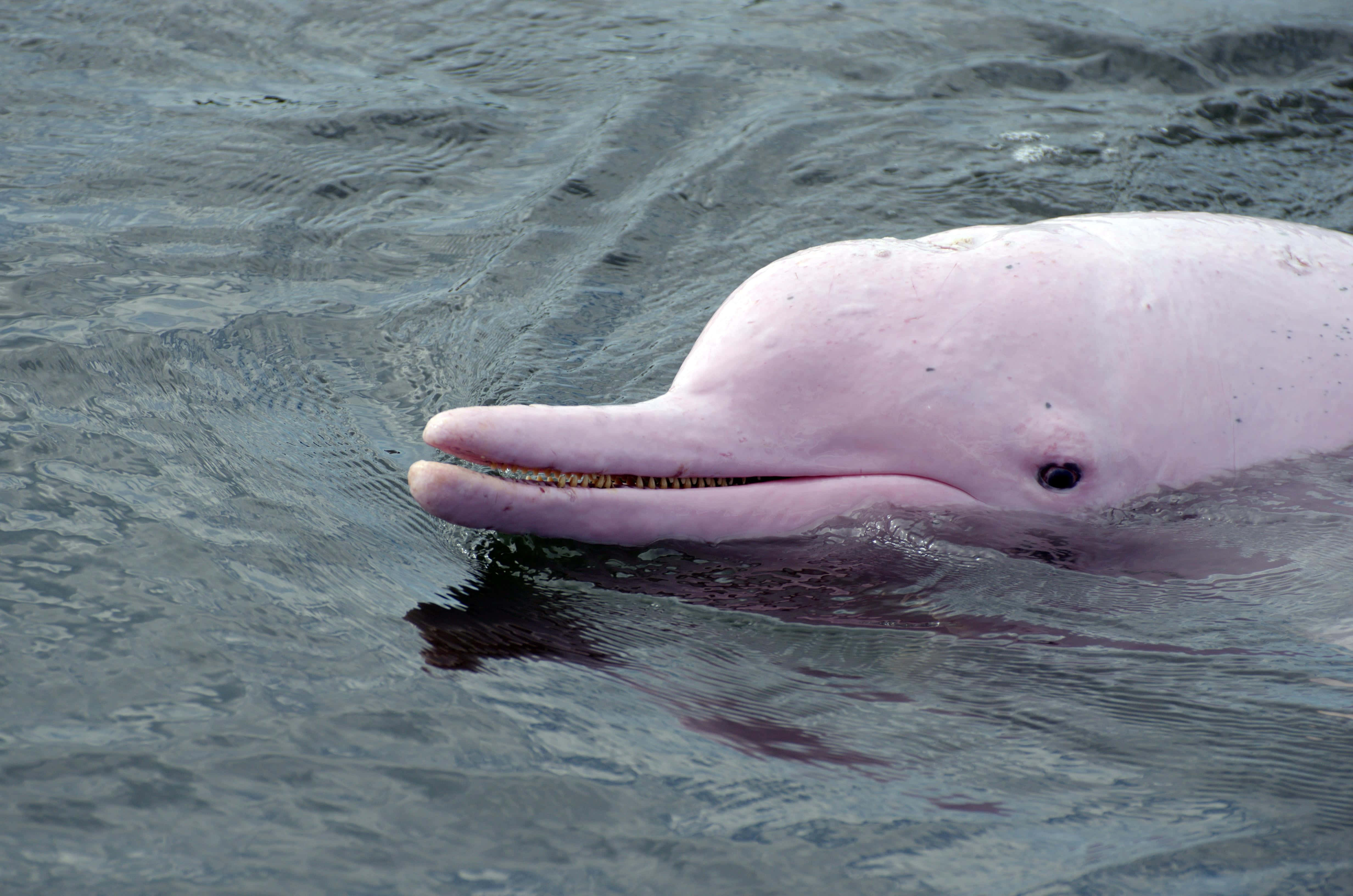 pink dolphin, bright pink sunset, rippling gray water, 4K Desktop Wallpaper