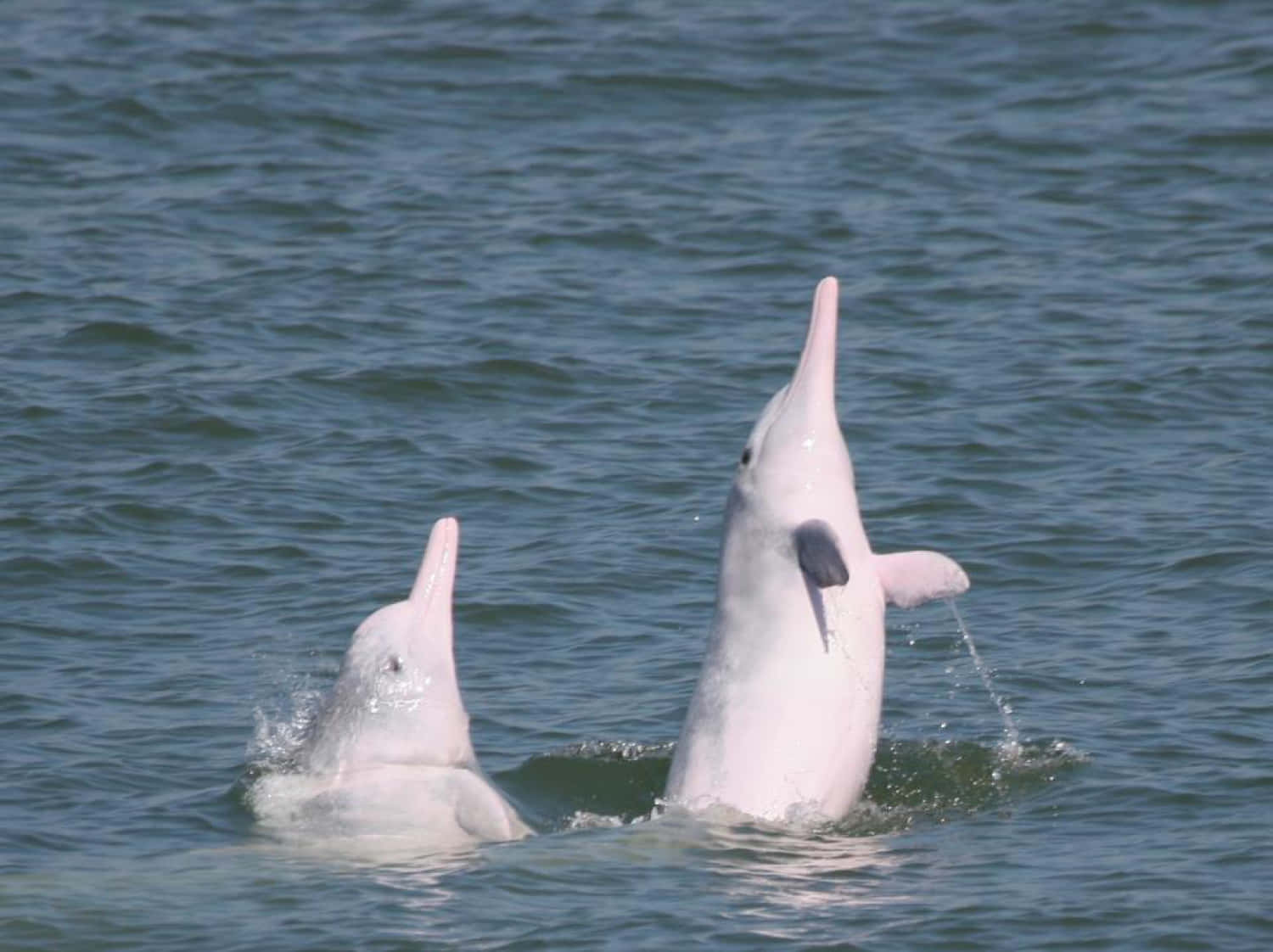 pink dolphin, pink river dolphins, deep blue water, HD Desktop Wallpaper