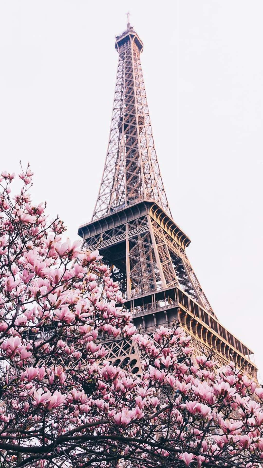 Pink magnolia blossoms, Eiffel Tower, soft overcast sky, Full HD Phone Wallpaper