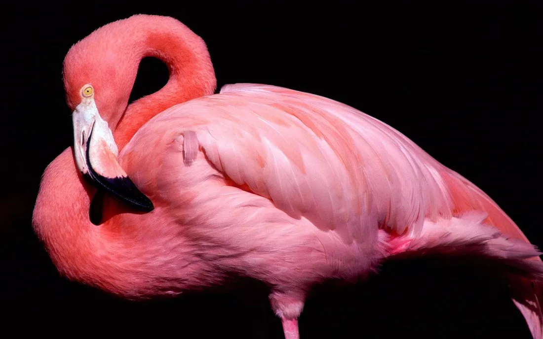 Pink Flames