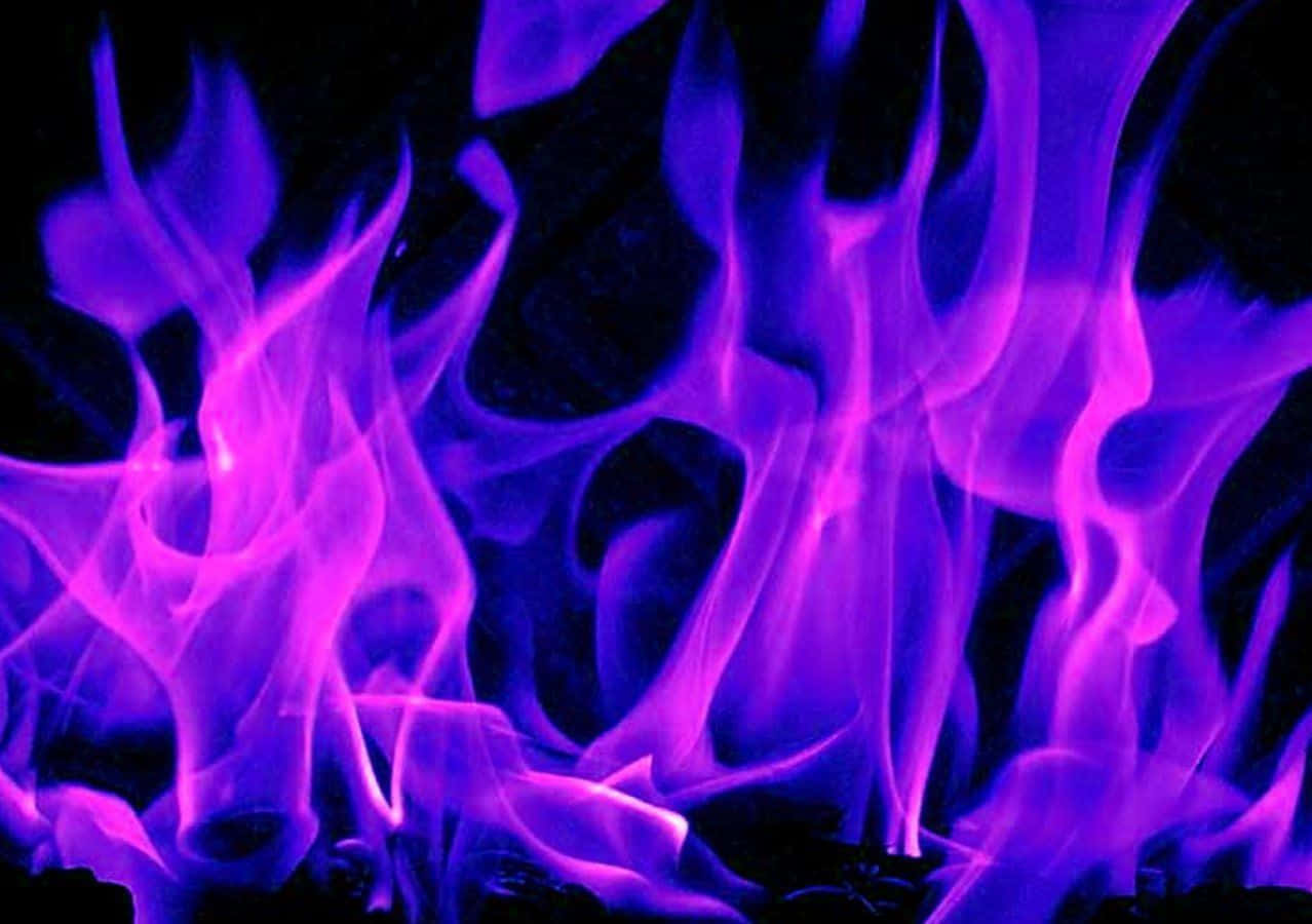 Pink Flames, vivid purple and pink flames, stark black background, SD Desktop Wallpaper