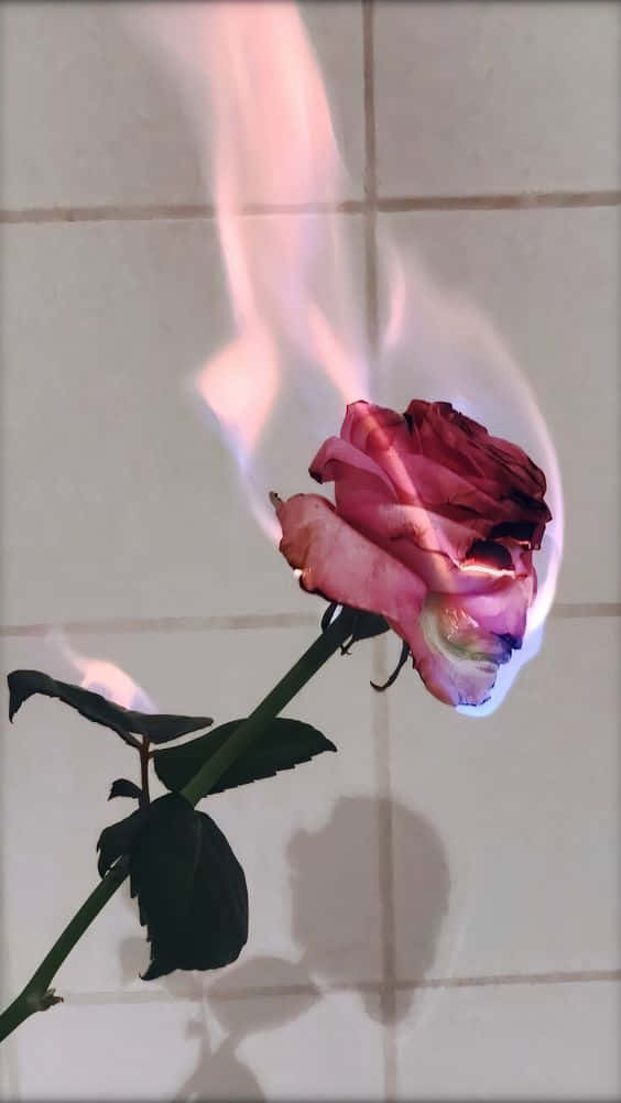 pink rose, blue and orange flames, tiled wall, SD Phone Wallpaper