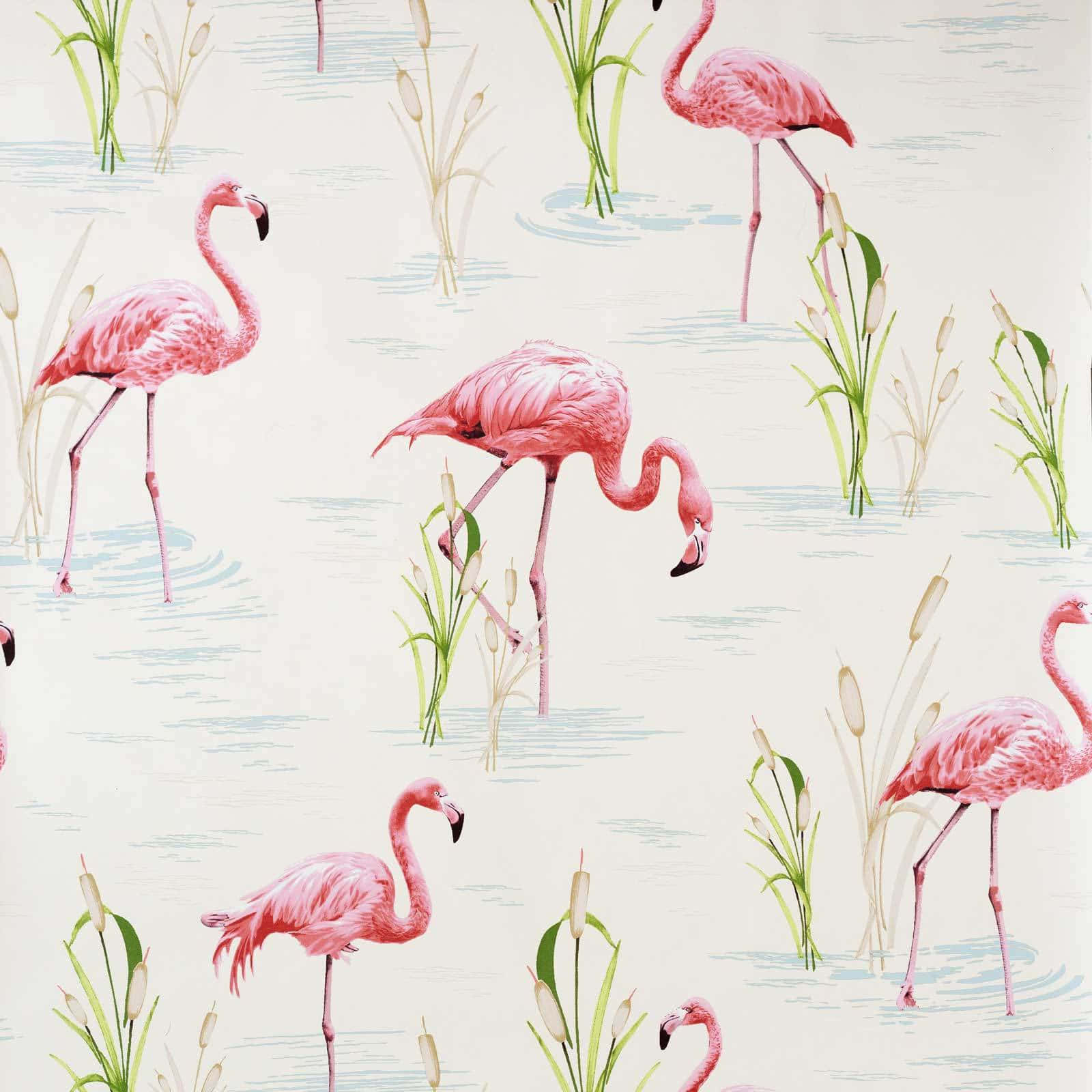Pink Flamingos, flock of pink flamingos, lake shore, HD Desktop Wallpaper