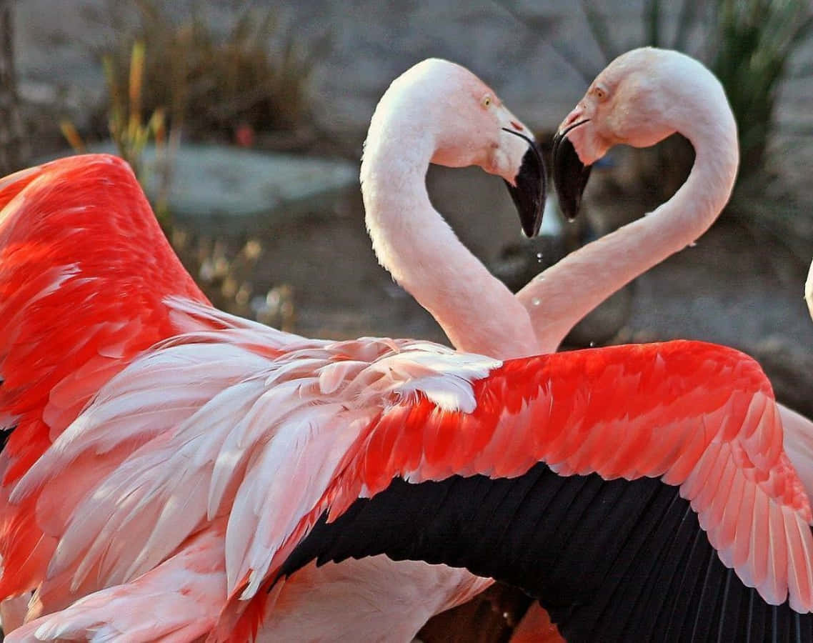 Pink Flamingos, vibrant pink feathers, curved necks, SD Desktop Wallpaper