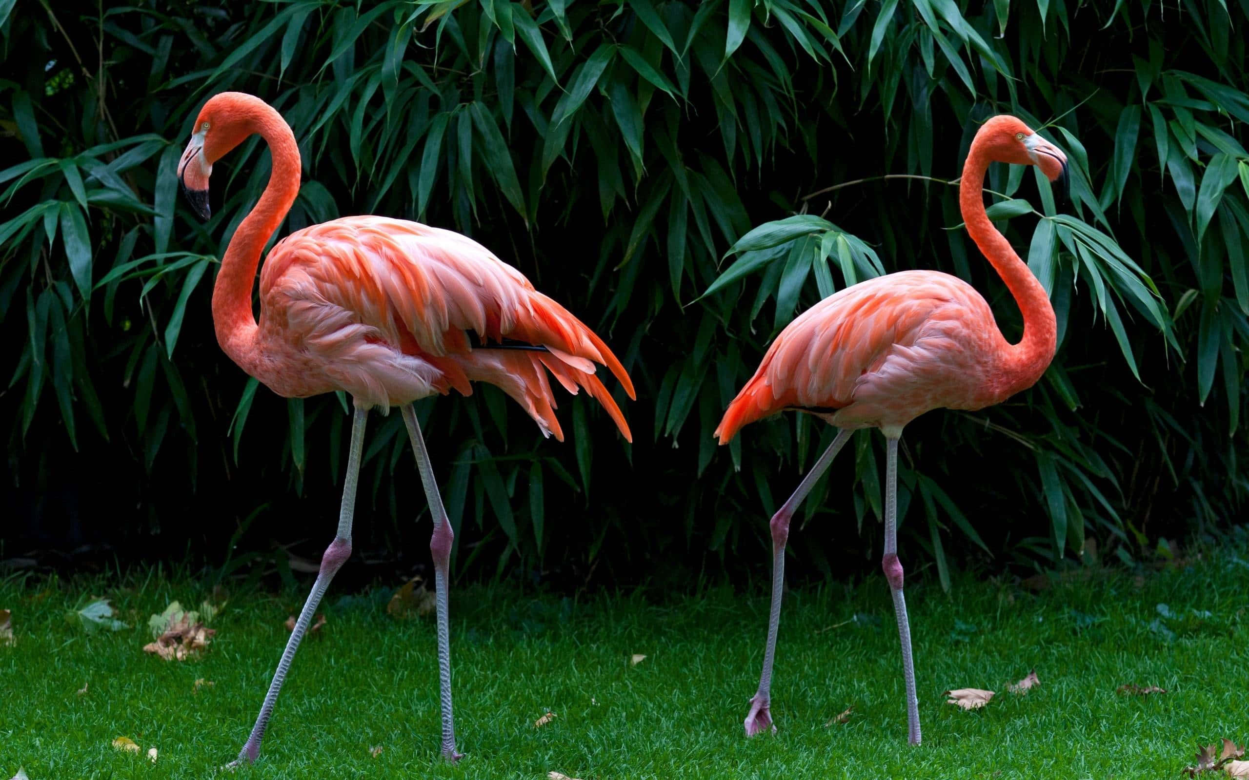 Pink Flamingos, 2560 x 1600, green grass, 2K Desktop Wallpaper