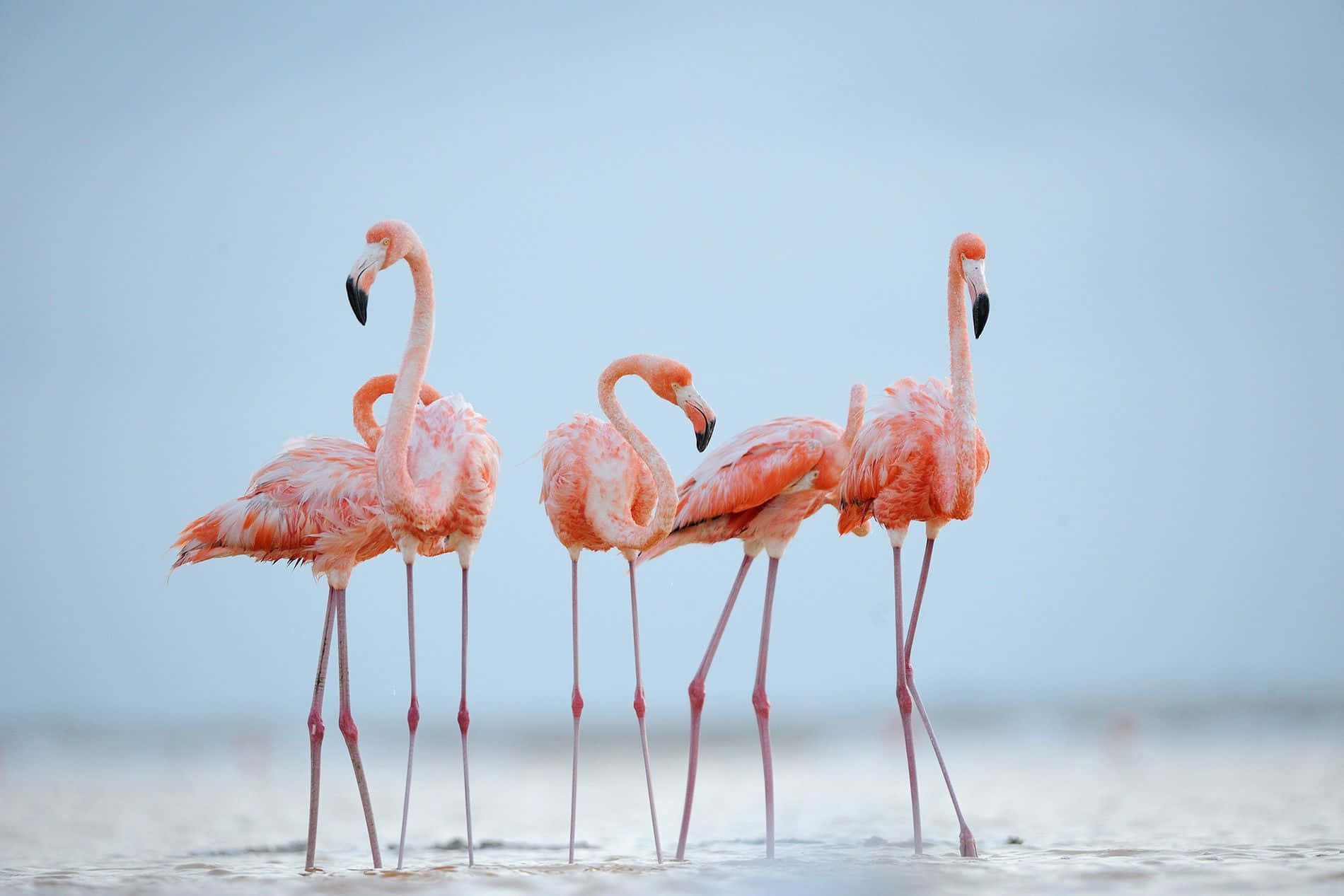 Pink Flamingos, shallow water, soft blue sky, HD Desktop Wallpaper