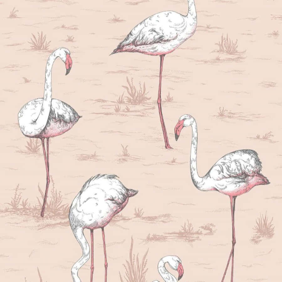 Pink Flamingos, shallow water, soft pink, SD Desktop Wallpaper