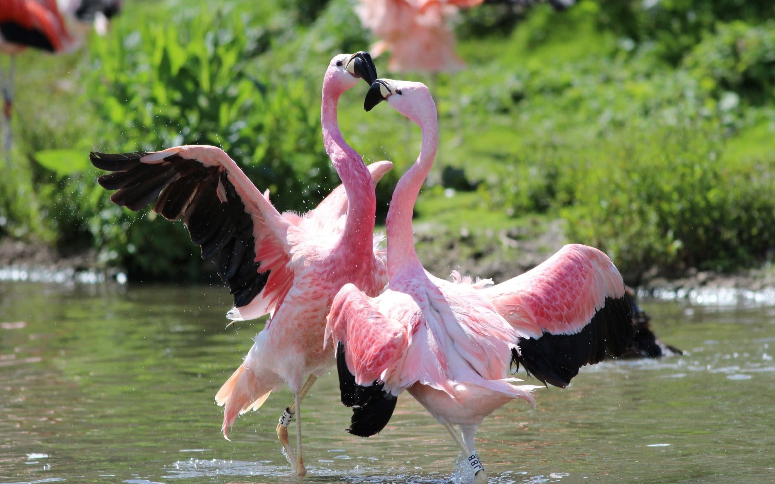 Pink Flamingos, 2560 x 1600, shallow water, 2K Desktop Wallpaper