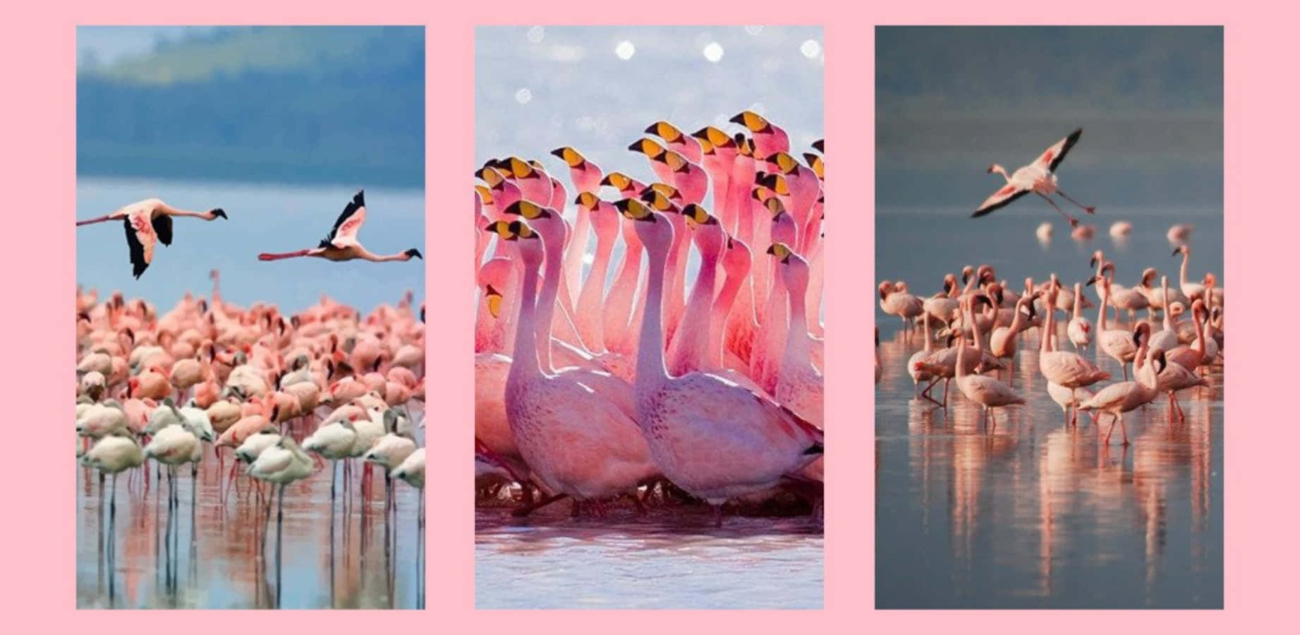 Pink Flamingos, shallow water, soft pink sky, HD Desktop Wallpaper
