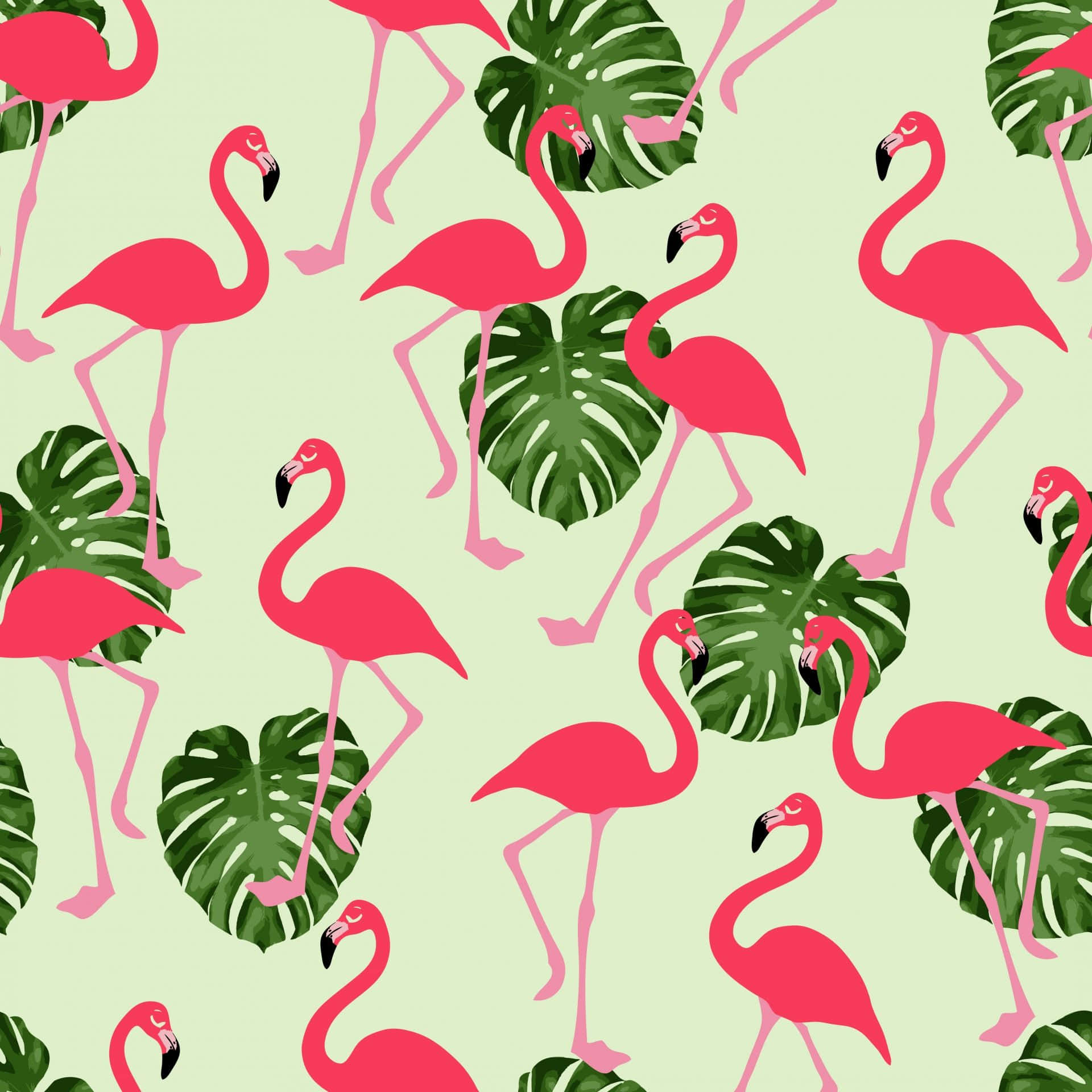 Pink Flamingos, mint background, lush green monstera leaves, Full HD Desktop Wallpaper