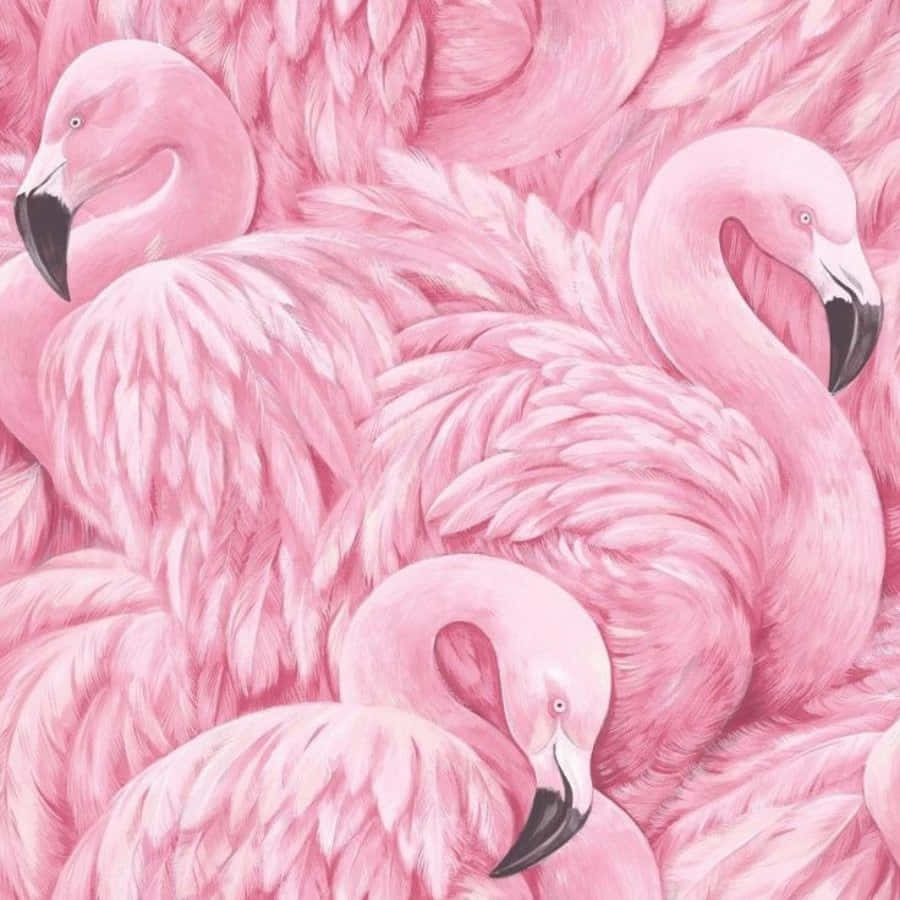 Pink Flamingos, 900 x 900 wallpaper, vibrant pink flamingos, SD Desktop Wallpaper