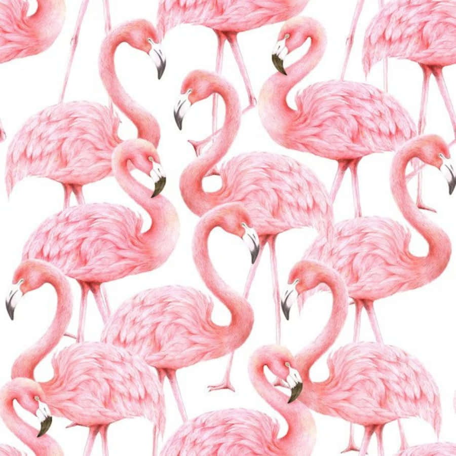 Pink Flamingos, repeating pattern, curved necks, SD Desktop Wallpaper