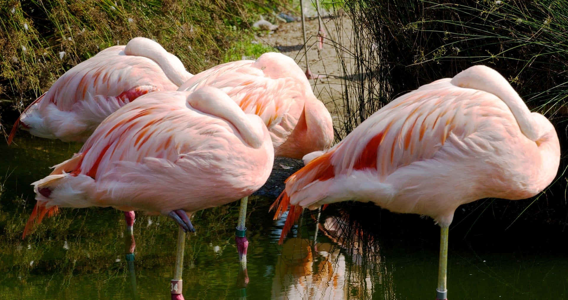 Pink Flamingos, Sunset, shallow water, Full HD Desktop Wallpaper