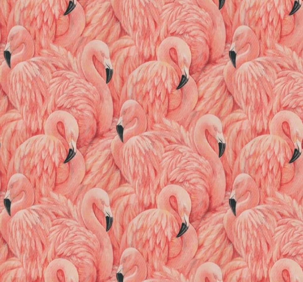 Pink Flamingos, black beaks, soft feather textures, SD Desktop Wallpaper