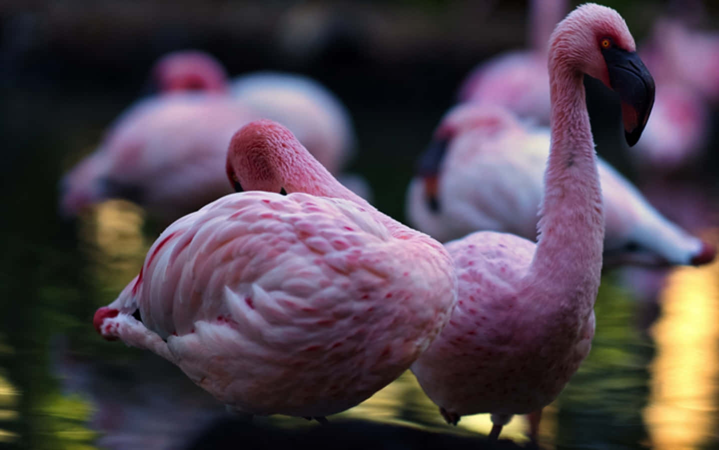Pink Flamingos, shallow water, soft golden light, HD Desktop Wallpaper