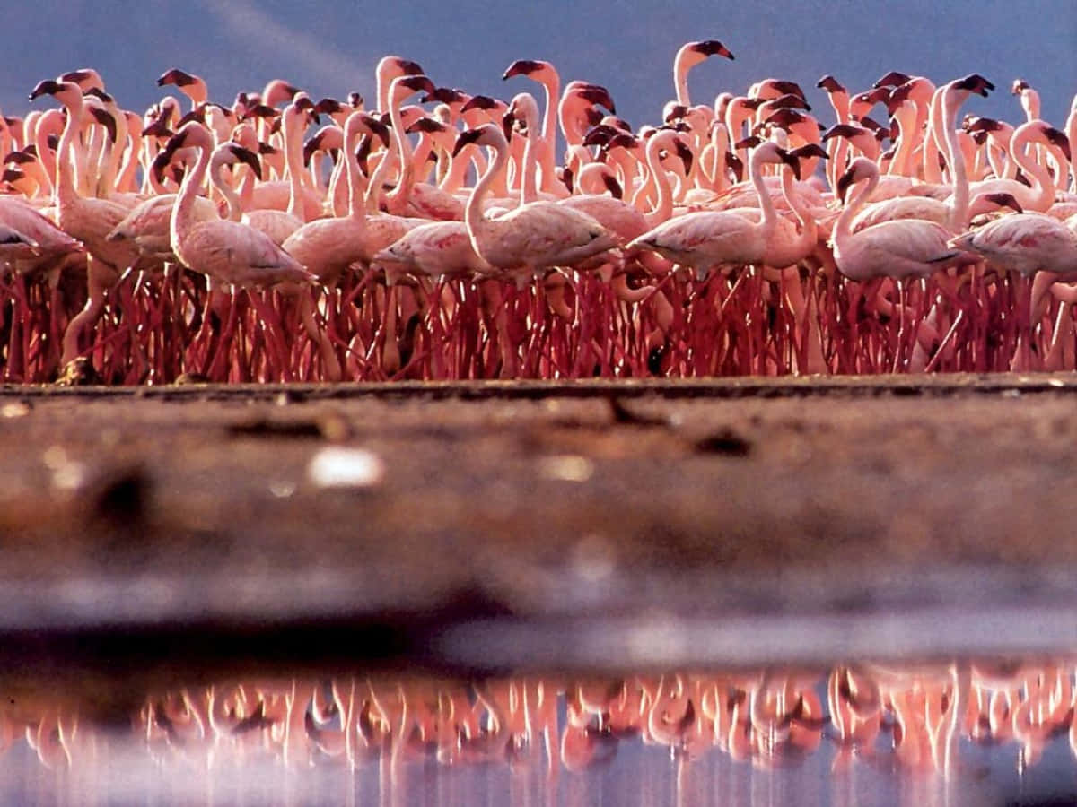 Pink Flamingos, vibrant pink, shallow water, SD Desktop Wallpaper
