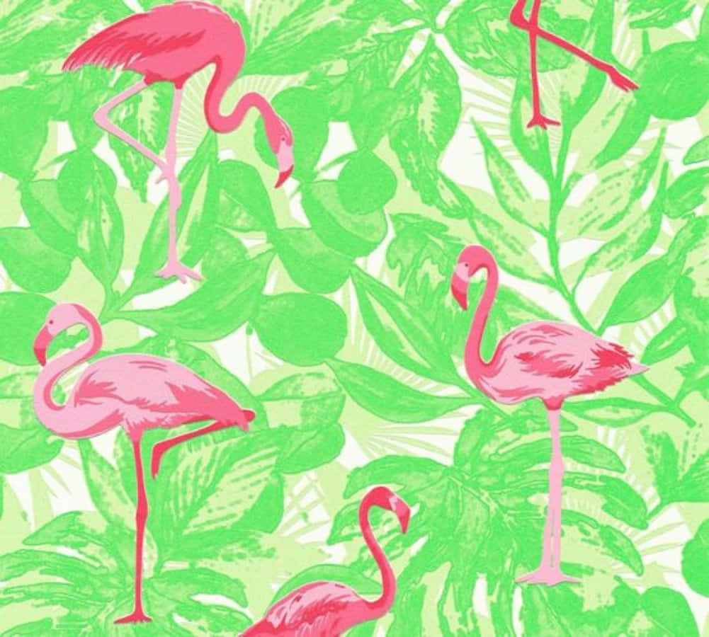 Pink Flamingos, lake, vibrant pink flamingos, SD Desktop Wallpaper