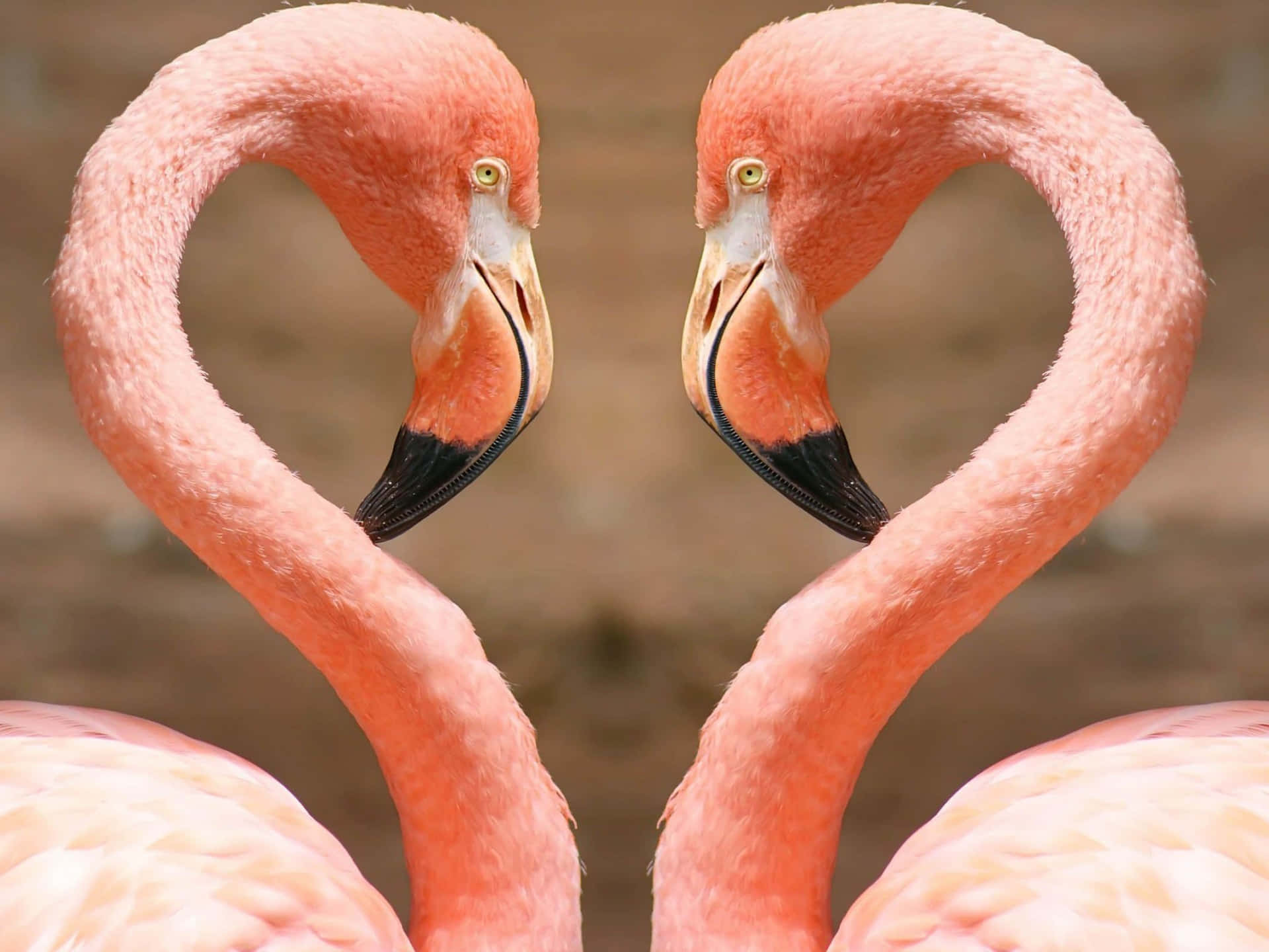 Pink Flamingos, 1920 x 1440, vibrant pink flamingos, Full HD Desktop Wallpaper