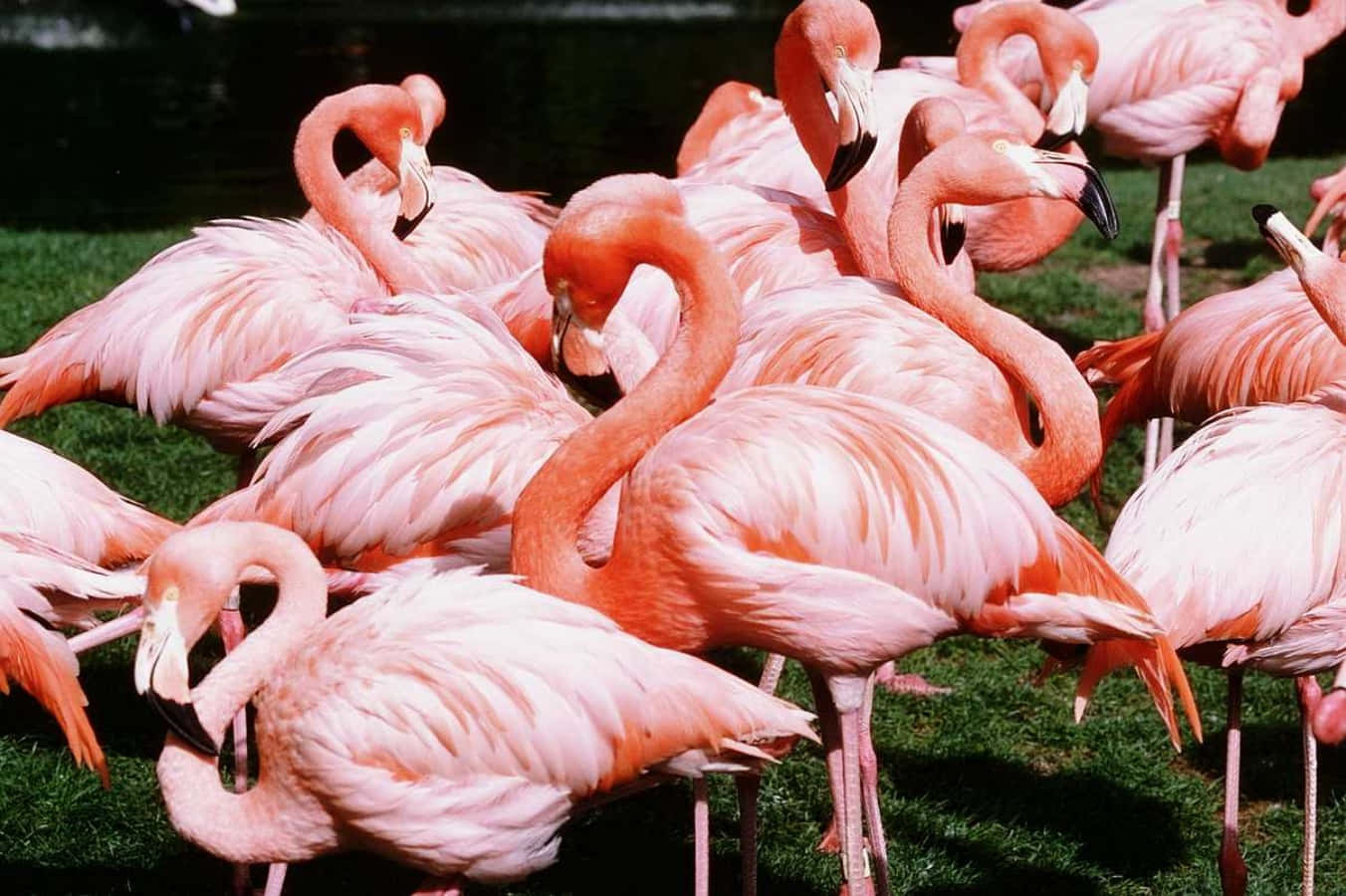 Pink Flamingos, flock of pink flamingos, one leg, HD Desktop Wallpaper